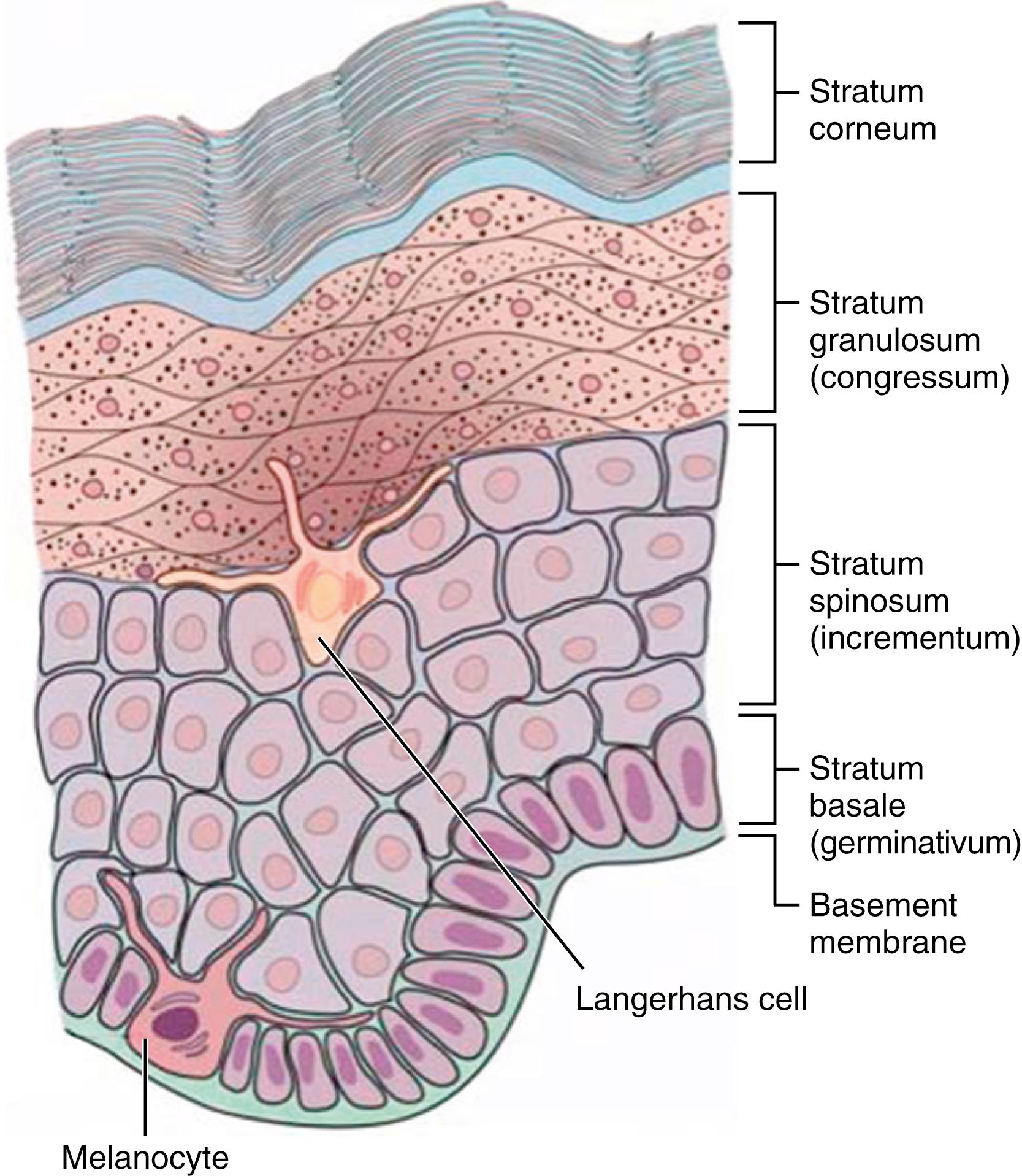 Fig. 44.1, Organization of human epidermis. The interfollicular epidermis is traditionally considered to be a tetratomic identity incorporating four separate structural and functional epidermal strata. In humans the epidermis between the hair follicles is much thicker than in furred animals. The epidermis is composed primarily of keratinocytes but includes other epidermal cells such as melanocytes, Langerhans cells, and Merkel cells (latter not shown). The outermost stratum, the stratum corneum, incorporates the transition from living, nucleated keratinocytes to terminally differentiated corneocytes. This diagram is schematic only and does not illustrate the important intercellular connections (desmosomes) converting single cells into integrated membrane structures.