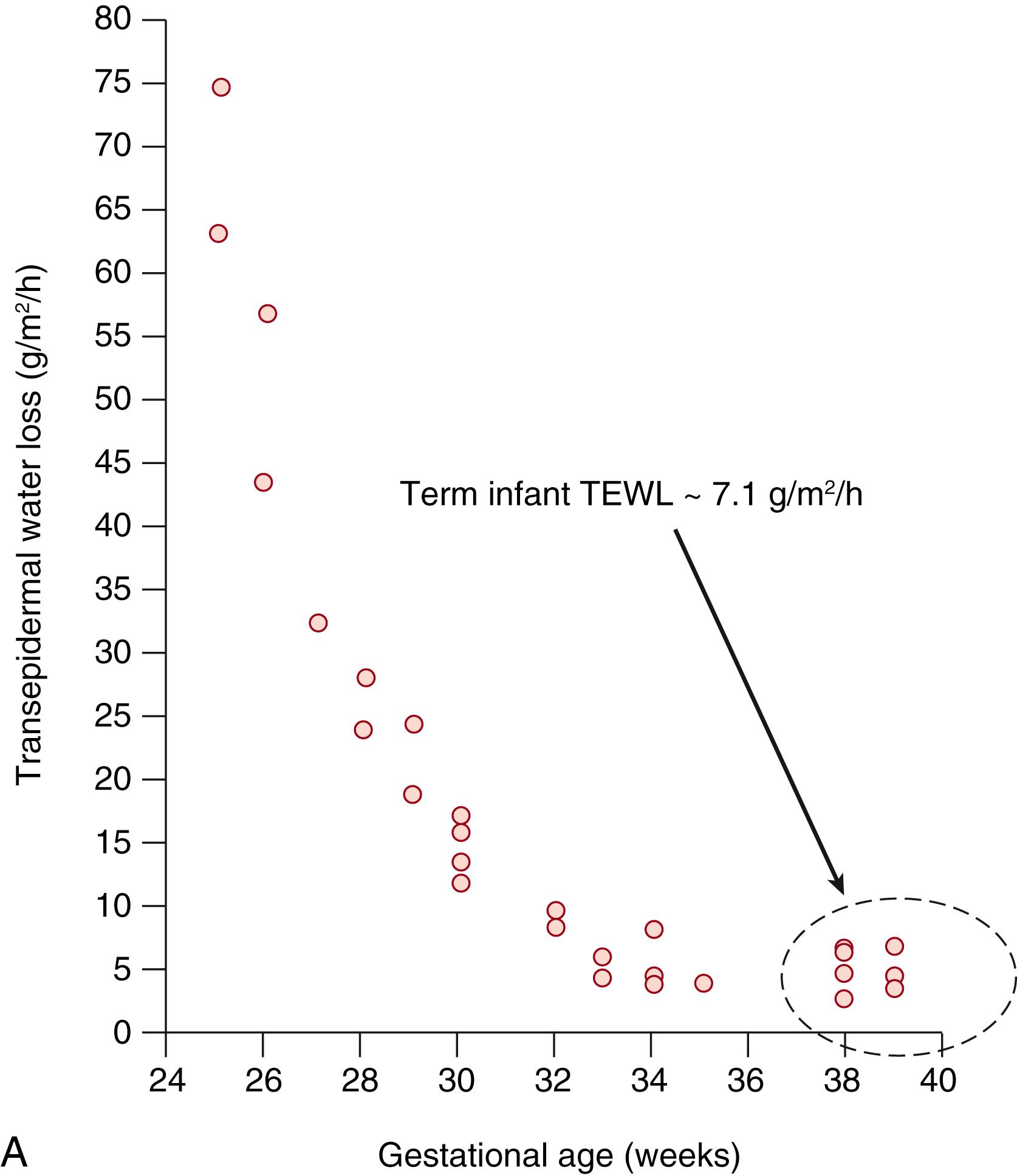 Fig. 44.5, (A) Transepidermal water loss (TEWL) as a function of gestational age. 61 Very low-birth-weight preterm infants have extraordinarily high TEWL in the range of 50 to 70 g/m 2 /h. A large study by Kelleher and colleagues 64 of more than 1000 term infants showed a low TEWL, approximately 7 g/m 2 /h, which is comparable with adult values. Such normative values may prove important in future studies of conditions other than prematurity, which are also characterized by a defective epidermal barrier (e.g., atopic dermatitis).