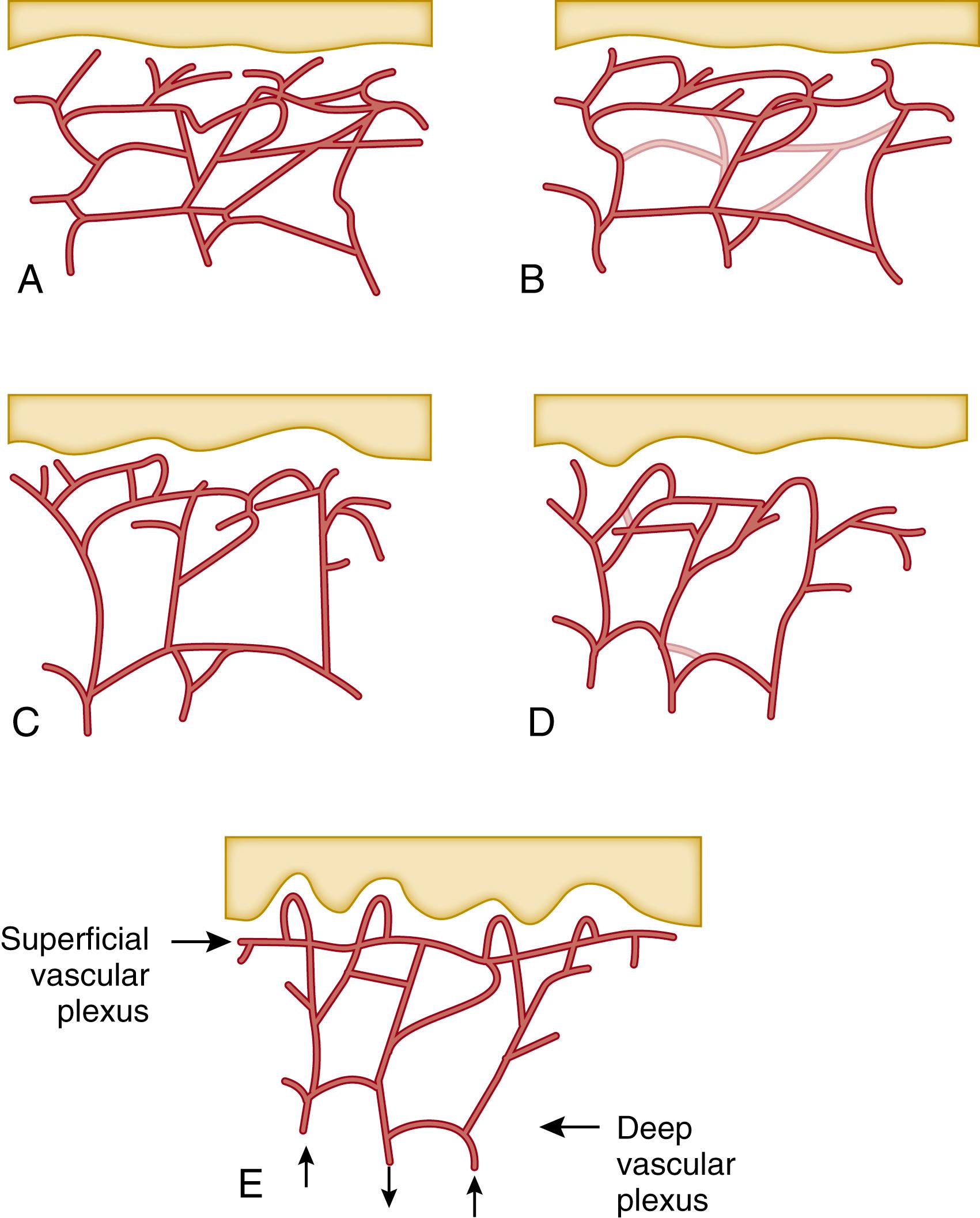 Fig. 44.7, The blood supply at birth. The gradual development of papillary buds and organization of the subpapillary plexus from birth (A) to 3 months of age (B–D) and the vascular pattern at 3 months of age (E). The arrows (E) show the direction of blood flow for arteriolar and venous systems.