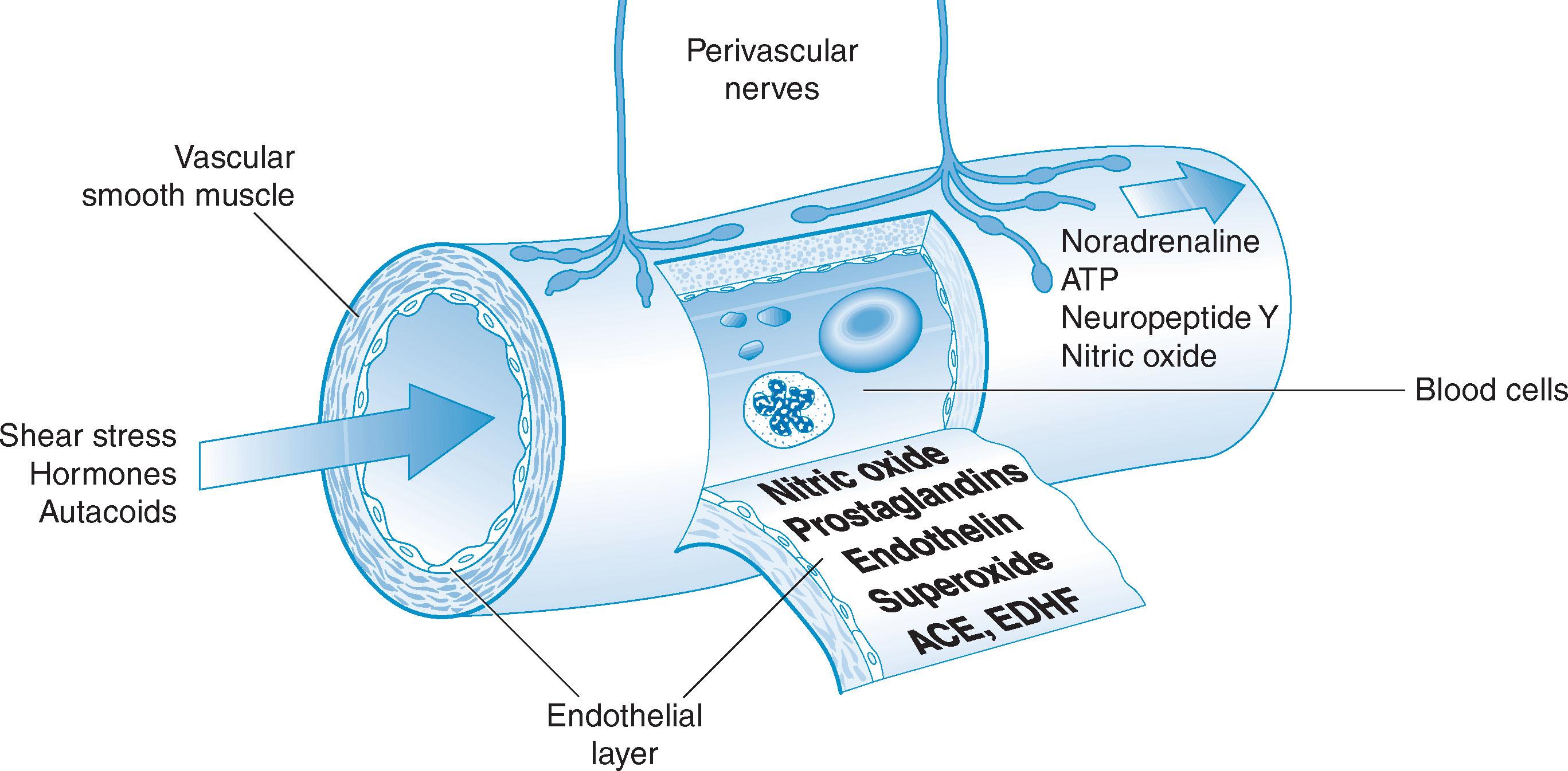 Fig. 10.13, Vascular smooth muscle tone is under the influence of endocrine, autocrine and neuronal factors. The endothelium contributes through the synthesis of locally active vasodilatory factors including nitric oxide, prostaglandin, prostacyclin and the uncharacterised endothelium-derived hyperpolarising factor (EDHF) . Under physiological conditions these predominate over the endothelium-derived vasoconstrictors endothelin and the prostanoid, thromboxane. Local activity of angiotensin-converting enzyme (ACE) in the endothelial cell may also contribute to vasoconstrictor activity through angiotensin II synthesis, as may the production of superoxide anions, which act by quenching nitric oxide.