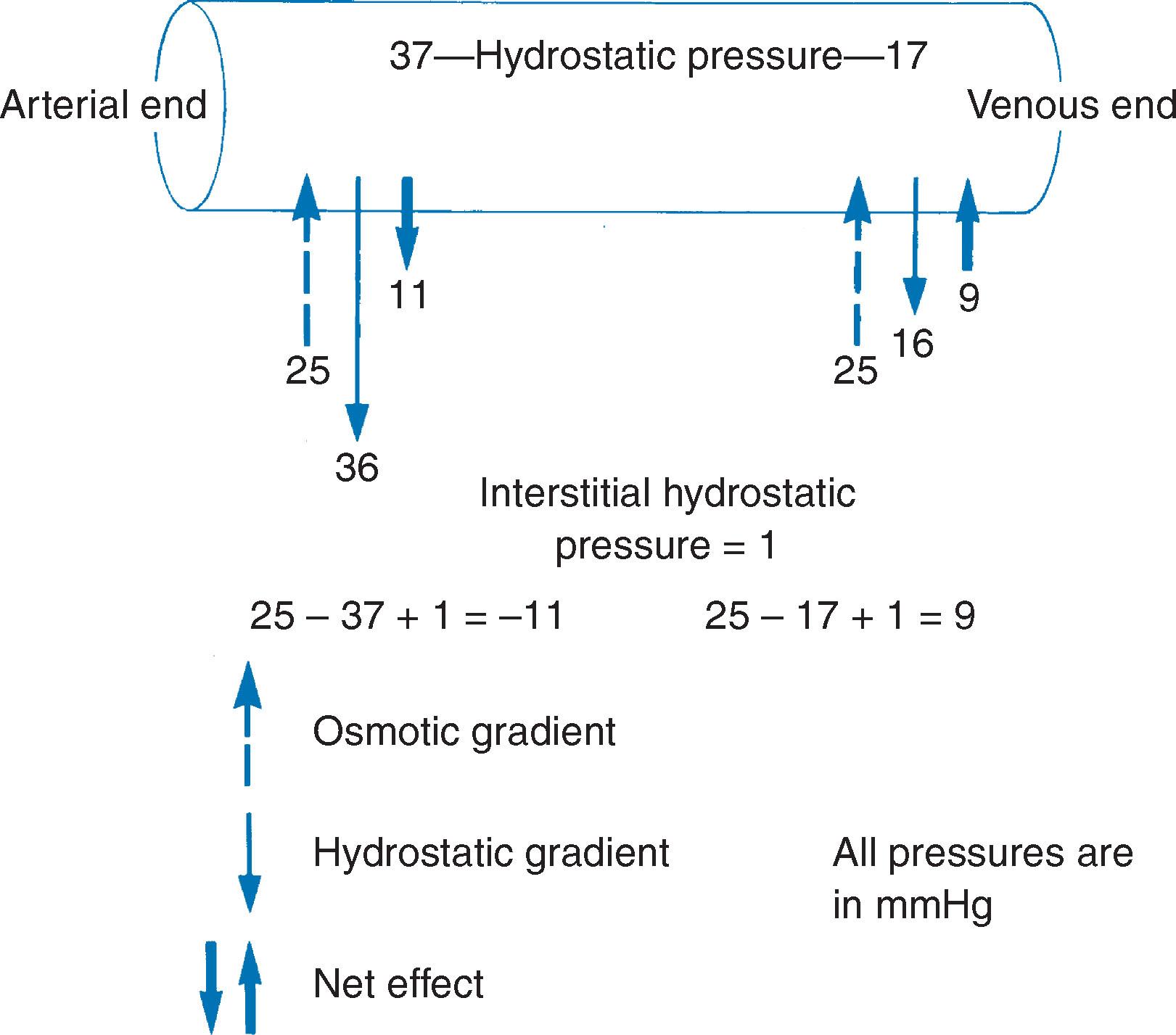 Fig. 10.2, At the arterial end of the capillary the hydrostatic forces acting outwards are greater than the osmotic forces acting inwards. There is a net movement out of the capillary. At the venous end of the capillary, the hydrostatic forces acting outwards are less than the osmotic forces acting inwards. There is a net movement into the capillary.