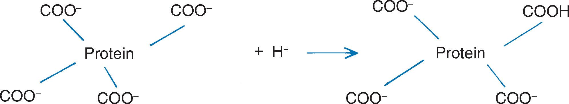 Fig. 10.4, The absorption of hydrogen ions onto free carboxyl radicals.