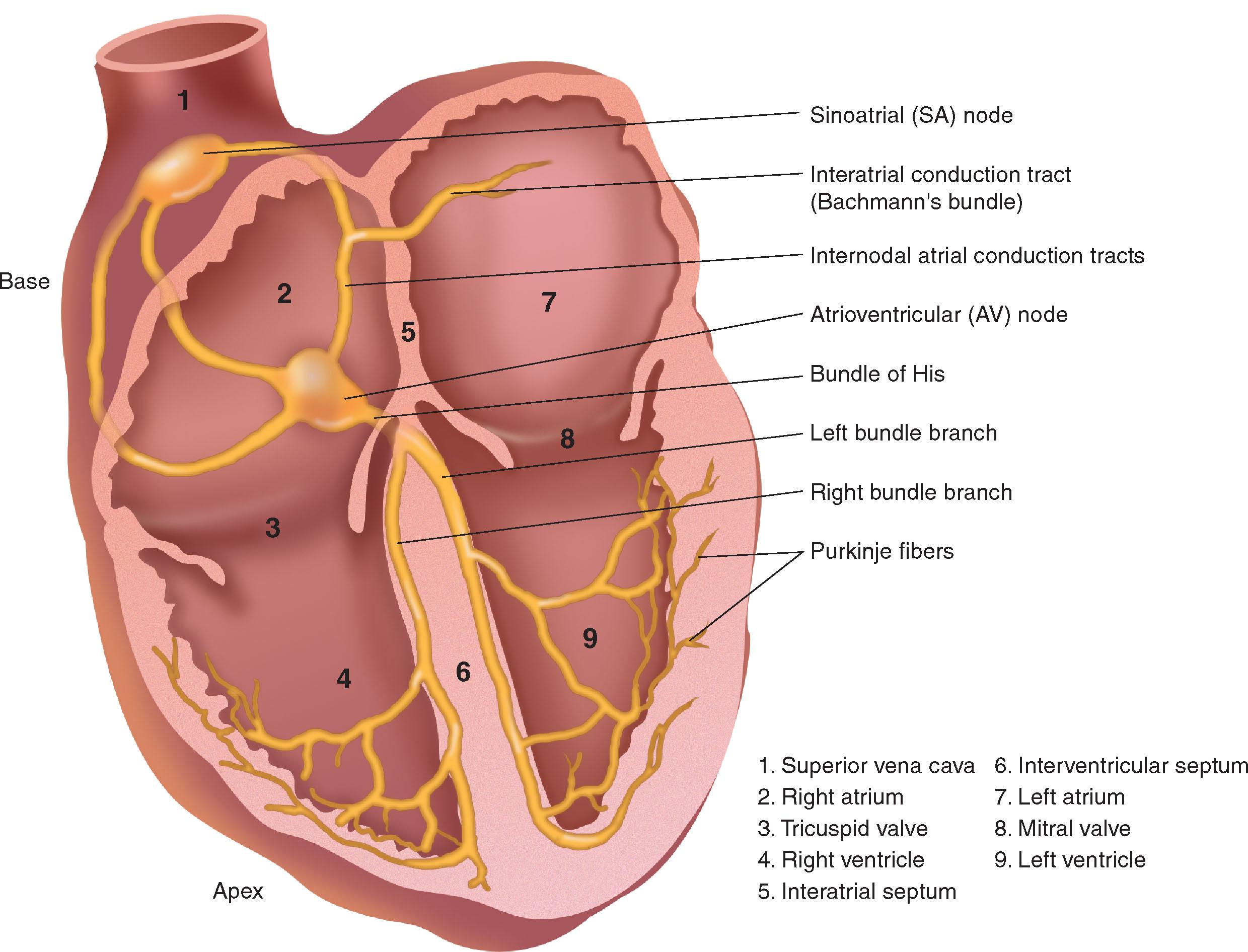 Fig. 10.5, The conducting system of the heart. Internodal pathways in the atria are not specialised conducting tissue in normal individuals. Aberrant pathways have been found in subjects susceptible to dysrhythmias.