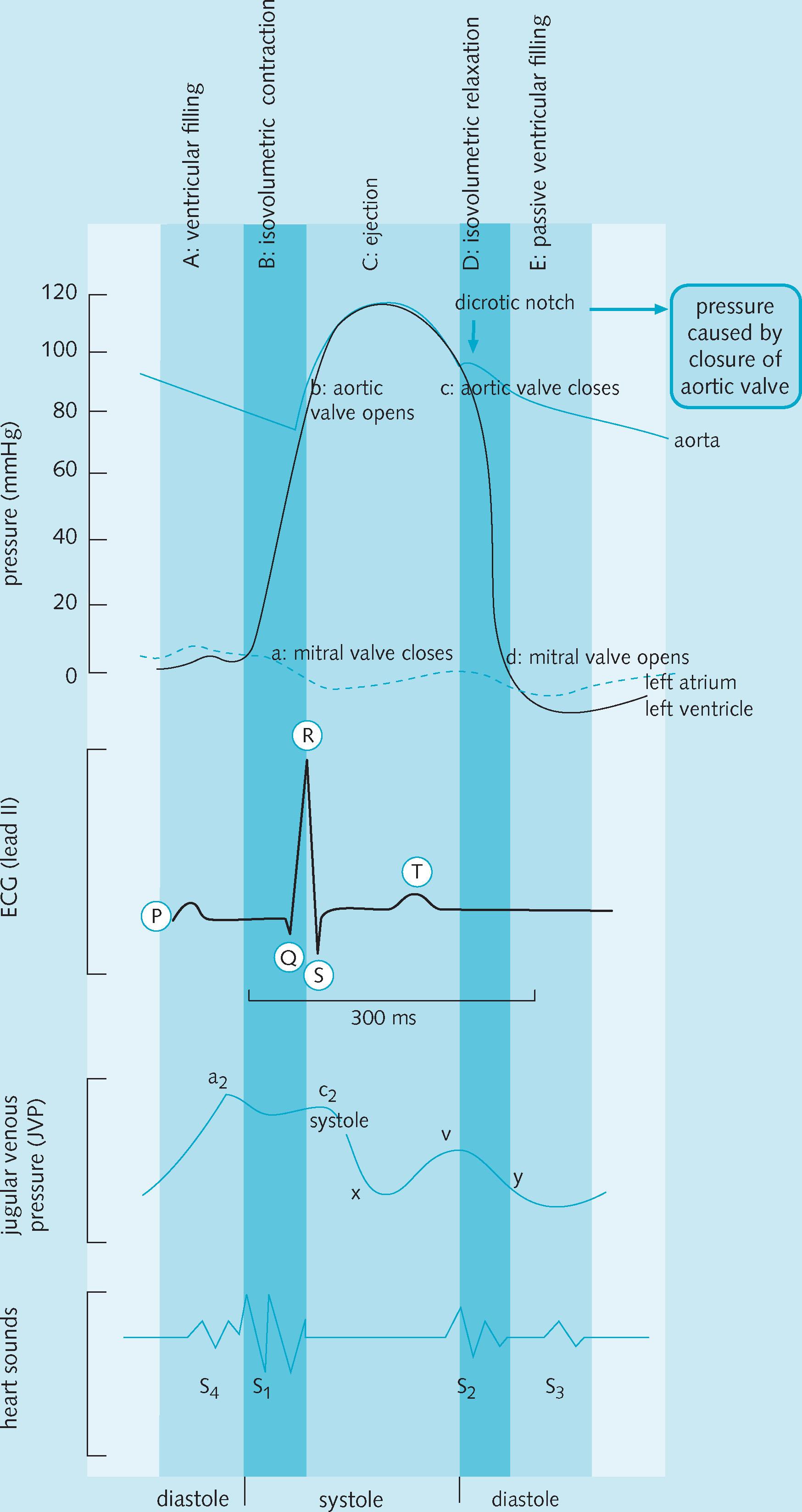 Fig. 10.7, Haemodynamic and electrocardiographic correlates of events in the cardiac cycle.