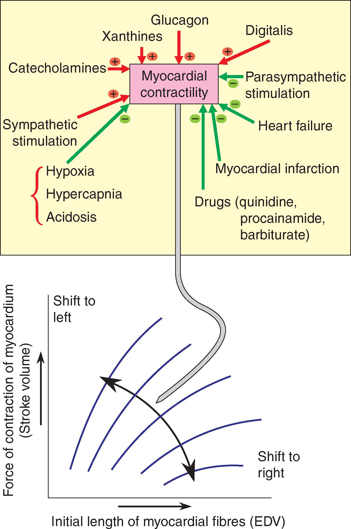 Fig. 10.9, Effect of changes in myocardial contractility on the Frank–Starling curve. The major factors influencing contractility are summarised on the right.