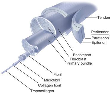 Fig. 1.1, Structural organization of tendon.