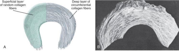 Fig. 1.2, (A) Diagram of collagen fiber architecture throughout the meniscus. Collagen fibers of the thin superficial sheet are randomly distributed in the plane of the surface and are predominantly arranged in a circumferential fashion deep in the substance of the tissue. (B) Macrophotograph of bovine medial meniscus with the surface layer removed, showing the large circumferentially arranged collagen bundles of the deep zone.