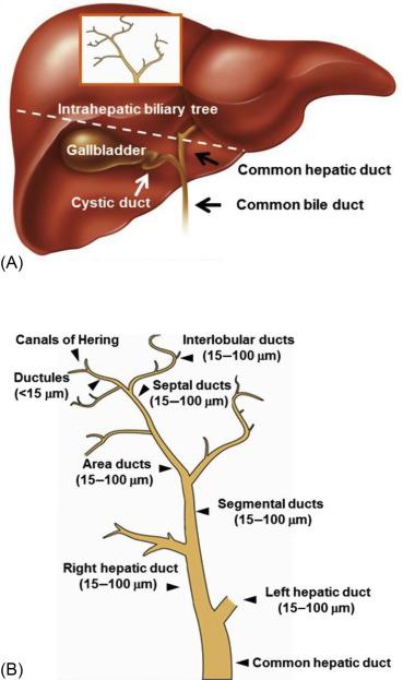 Fig. 44.1, Biliary tree architecture. (A). The biliary tree is a three-dimensional network of interconnecting intrahepatic ( above dashed white line ) and extrahepatic ( below dashed white line ) bile ducts. (B). In humans, the intrahepatic biliary tree extends from the Canals of Hering to the hepatic ducts. The size of bile ducts along the biliary tree is shown in parentheses.