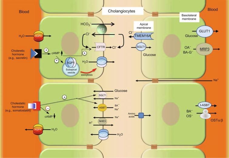 Fig. 44.6, Ductal bile formation. The key mechanisms of ductal bile formation are associated with multiple transporters, exchangers, and channels expressed on the cholangiocyte apical and basolateral plasma membrane domains. An increase in intracellular cAMP or Ca 2 + activates the cystic fibrosis transmembrane conductance regulator, CFTR, or the Ca 2 + -activated chloral channel, TMEM16A, respectively, leading to the transport of Cl − into the ductal lumen. The Cl − /HCO 3 − exchanger, AE2, provides HCO 3 − secretion into the bile duct lumen in exchange for Cl − . HCO 3 − secretion is followed by osmotically driven transport of water into the lumen of intrahepatic bile ducts primarily via AQP1. The cholangiocyte AQP1-mediated water transport from the ductal lumen is the consequence of glucose and bile acid absorption by SGLT1 and ASBT, respectively. At the basolateral plasma membrane domain, water moves into and out of the cholangiocyte via AQP4. Other transporters depicted in the cartoon modify ductal bile by bidirectional transport of numerous organic and inorganic components.