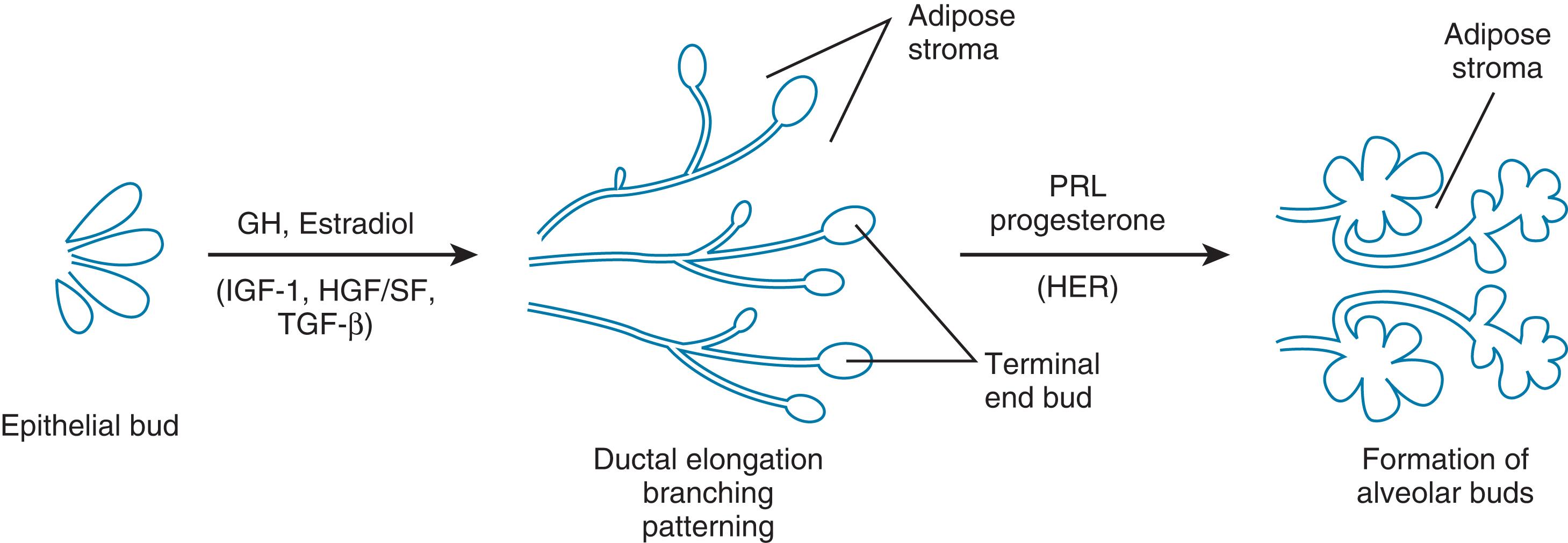 Fig. 3.2, Scheme for regulation of mammary development in the mouse.