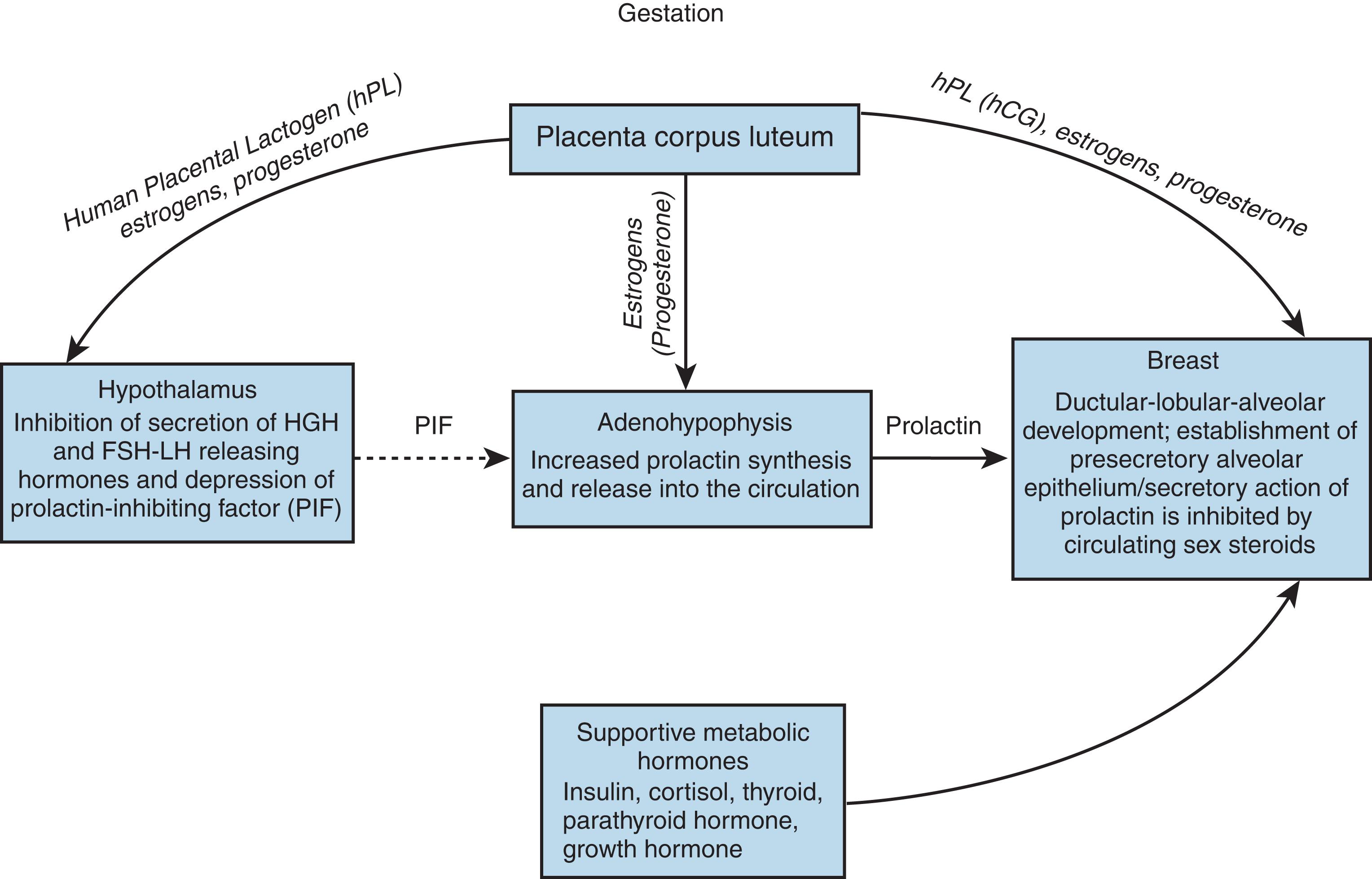 Fig. 3.3, Hormonal preparation of breast during pregnancy for lactation.