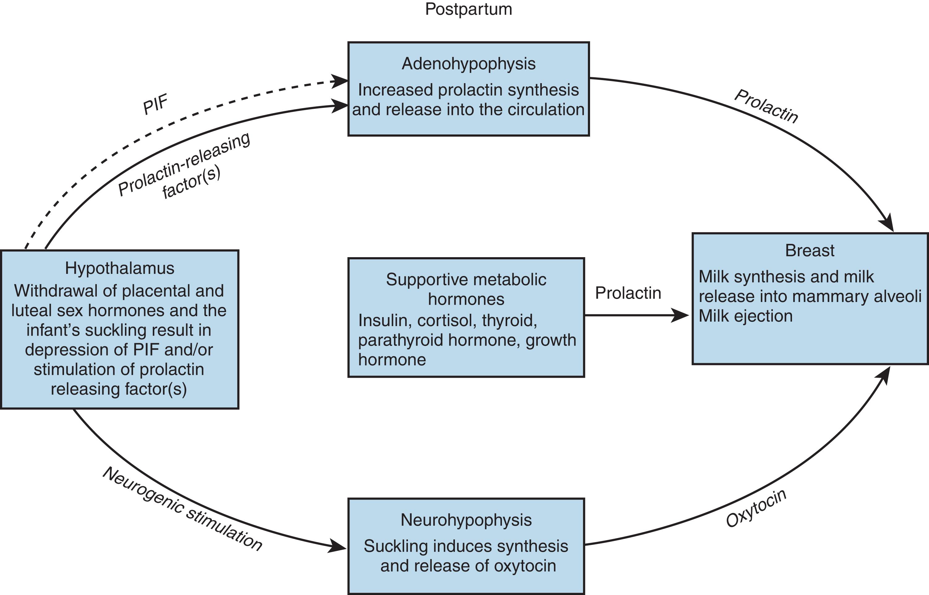 Fig. 3.5, Hormonal preparation of breast for lactation postpartum. PIF , Prolactin-inhibiting factor.