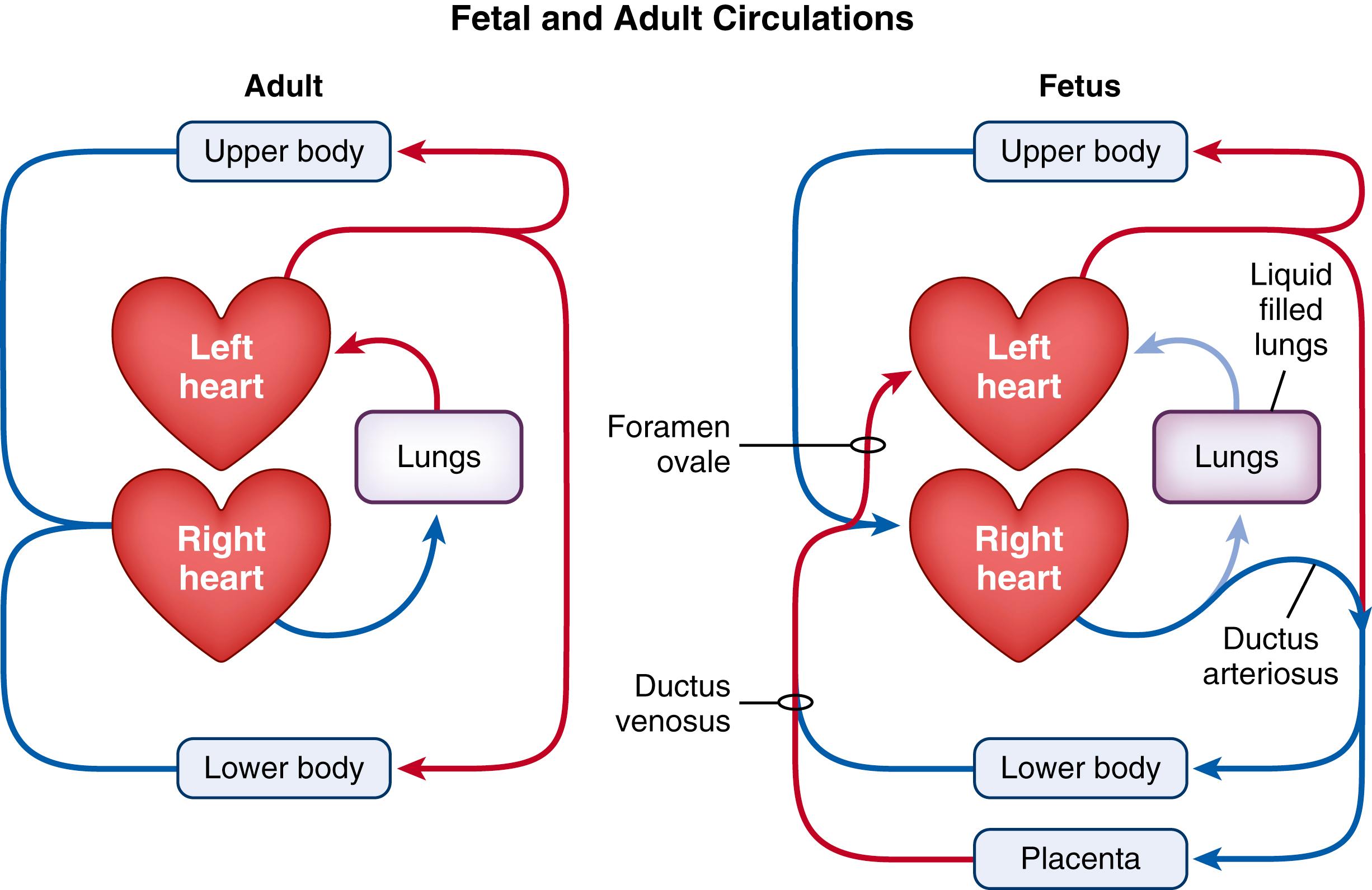 Fig. 150.1, Schematic diagram of the circulation in the adult and fetus. While the fetal circulation is structurally more complex than the adult, the two circulations are functionally similar, differing only due to the different sites of gas exchange in the fetus and adult. In the fetus, the right ventricle provides the majority of blood flow to the organ of gas exchange (placenta), as occurs in adults (lung), due to the ductus arteriosus that shunts blood from the pulmonary artery into the descending aorta. Similarly, the left ventricle receives most of its venous return from the organ of gas exchange, as occurs in adults, which passes from the umbilical vein through the ductus venosus and foramen ovale directly into the left atrium.