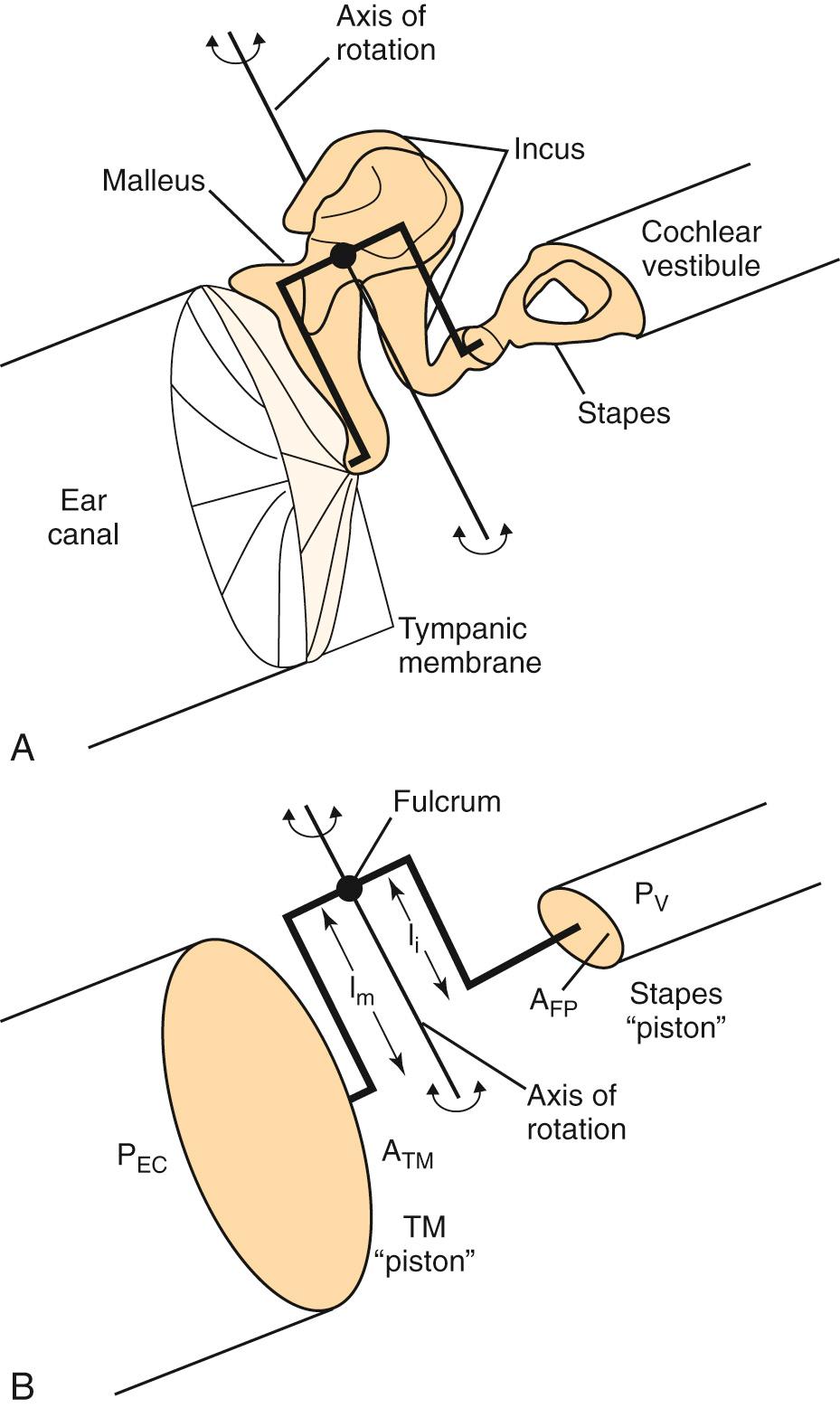 Fig. 128.2, Schematic of the middle ear system.