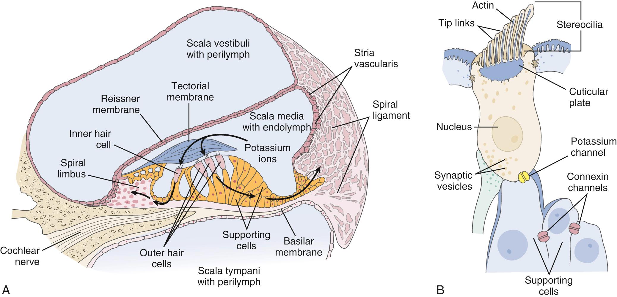 Fig. 128.4, Mechanoelectrical transduction of the auditory signal depends on the recycling of potassium ions in the organ of Corti. (A) Schematic cross-sectional view of the human cochlea. The scala media (cochlear duct) is filled with endolymph, and the scala vestibuli and tympani are filled with perilymph. The endolymph of the scala media bathes the organ of Corti, located between the basilar and tectorial membranes and containing the inner and outer hair cells. A relatively high concentration of potassium in the endolymph of the scala media relative to the hair cell creates a cation gradient maintained by the activity of the epithelial supporting cells, spiral ligament, and stria vascularis. (B) Cells contain stereocilia along their apical surface and are connected by tip links. The potassium gradient is essential to enable depolarization of the hair cell following influx of potassium ions in response to mechanical vibration of the basilar membrane, deflection of stereocilia, displacement of tip links, and opening of gated potassium channels. Depolarization results in calcium influx through channels along the basolateral membrane of the hair cell, which causes degranulation of neurotransmitter vesicles into the synaptic terminal and propagates an action potential along the auditory nerve. Gap junction proteins between the hair cells (potassium channel, yellow ) and epithelial supporting cells (connexin channels, red ) allow for the flow of potassium ions back to the stria vascularis, where they are pumped back into the endolymph.
