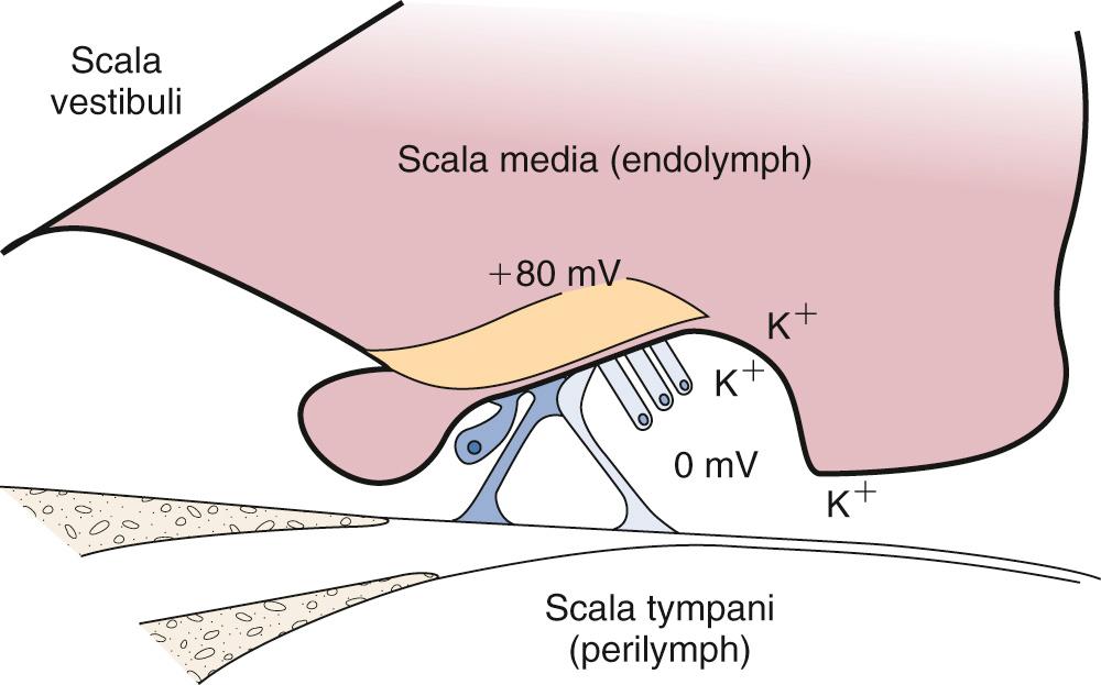 Fig. 128.5, Schematic showing the electrochemical environment of the cochlea.