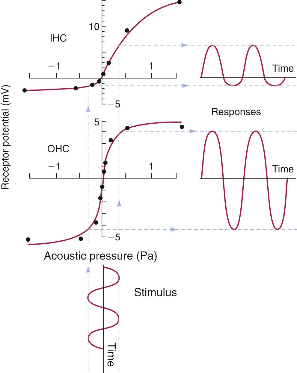 Fig. 128.9, Generation of receptor potentials in both inner hair cell (IHC, upper panel) and outer hair cell (OHC, lower panel) in response to a sound stimulus of 84 dB sound-pressure level. The sound stimulus changes the receptor potential according to each hair cell's input-output curve (left) . Note that the input-output curves for both types of hair cells are nonlinear.