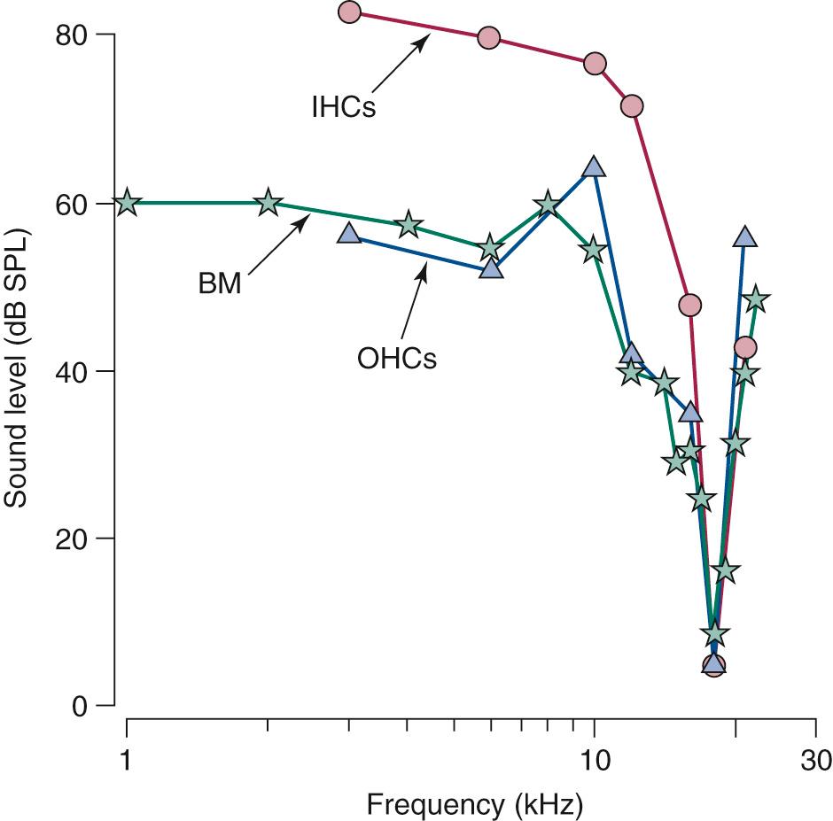 Fig. 128.10, Tuning curves of the basilar membrane (BM) and the inner hair cells (IHCs) and outer hair cells (OHCs) at a basal location in the guinea pig cochlea. The tuning curve plots the sound-pressure level (SPL) required to produce a fixed level of response at a given location along the cochlear partition. The required sound level is lowest when the sound stimulus is at its characteristic frequency. The tuning curves for the basilar membrane and the inner and outer hair cells at the same location on the cochlear partition are very similar (similar characteristic frequency).