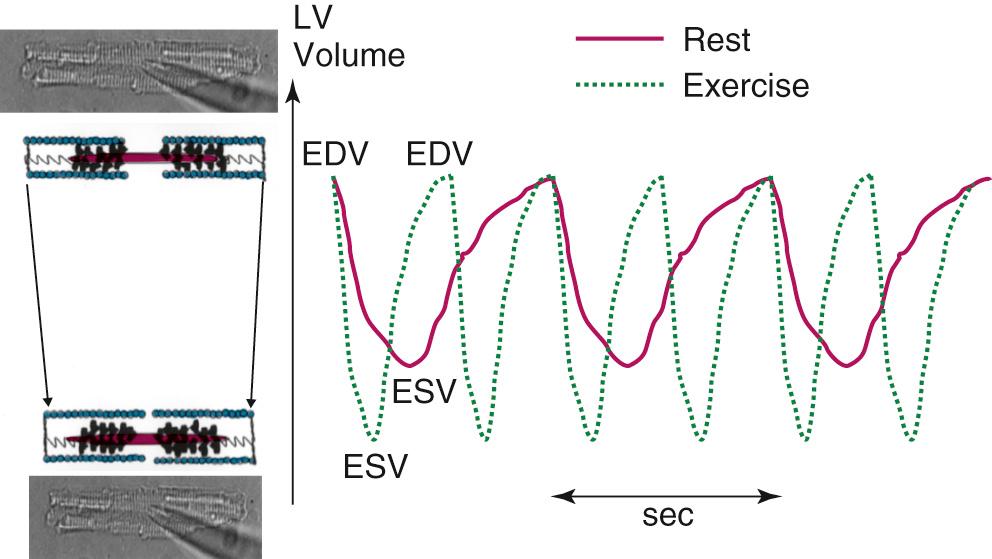 FIGURE 49-2, Time dependence of left ventricular (LV) volume before and during exercise. Note the reduction in cycle time associated with the increased heart rate. The left panel depicts how the change in volume reflects a change in sarcomere length and cell length of ventricular myocytes composing the ventricular chamber. EDV, End-diastolic volume; ESV, end-systolic volume.