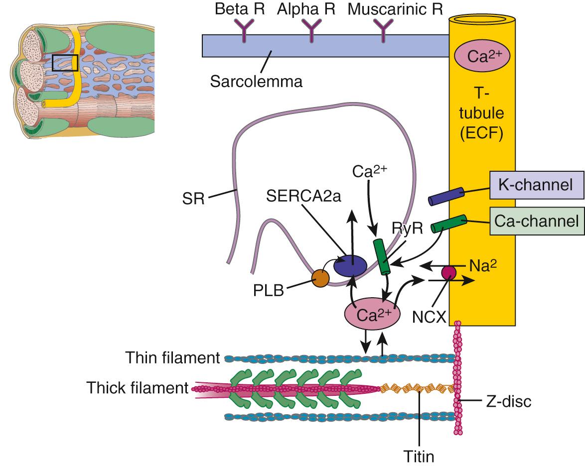 FIGURE 49-3, Microscopic view of a portion of a myocardial cell illustrating structures critical to excitation–contraction coupling. The T-tubule–containing channels and transporters are shown as an invagination of the surface membrane (or sarcolemma), which contains surface α- and β-receptors for norepinephrine, epinephrine, and muscarinic receptors for acetylcholine. Also shown is the sarcoplasmic reticulum (SR), an internally enclosed network of tubules in which high concentrations of Ca 2+ are stored in diastole. With electrical excitation of the cell, Ca 2+ channels open and the small release of Ca 2+ into the cytoplasm induces Ca 2+ release from the SR through ryanodine receptors (RyR2; SR Ca 2+ release channels). Ca 2+ moves to the myofilaments (shown as a half-sarcomere; see Fig. 49-4 ) and activates contraction. Ca 2+ is removed from the cytoplasm by an SR Ca 2+ -activated Mg-ATPase (SERCA2a) and exchanged for Na + by the action of the Na + /Ca 2+ exchanger (NCX) in the sarcolemma. Phospholamban (PLB) inhibits transport of Ca 2+ by SERCA2a, and the inhibition is released when PLB becomes phosphorylated. ECF, Extracellular fluid.