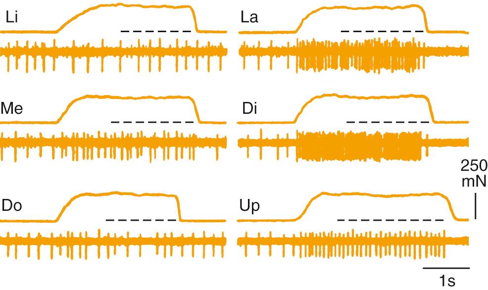 Fig. 86.3, Responses of a single human periodontal afferent fiber to a force (∼250 mN) from various directions. The cell responded best to a force from the distal (Di) direction. Directions: lingual (Li) , labial (La) , mesial (Me) , downward (Do) , upward (Up) .