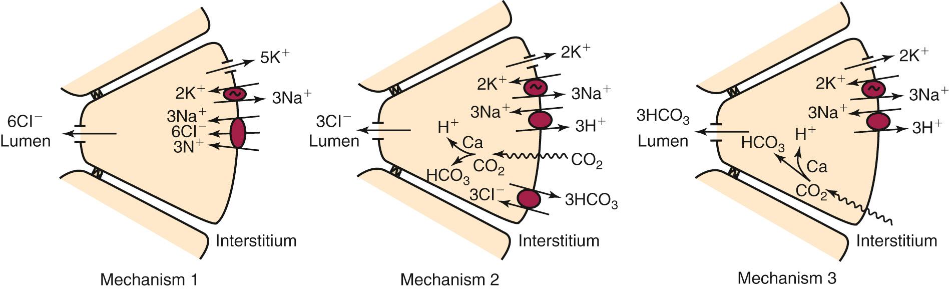 Fig. 81.2, Schematic representation of three mechanisms of primary fluid secretion in acinar cells.