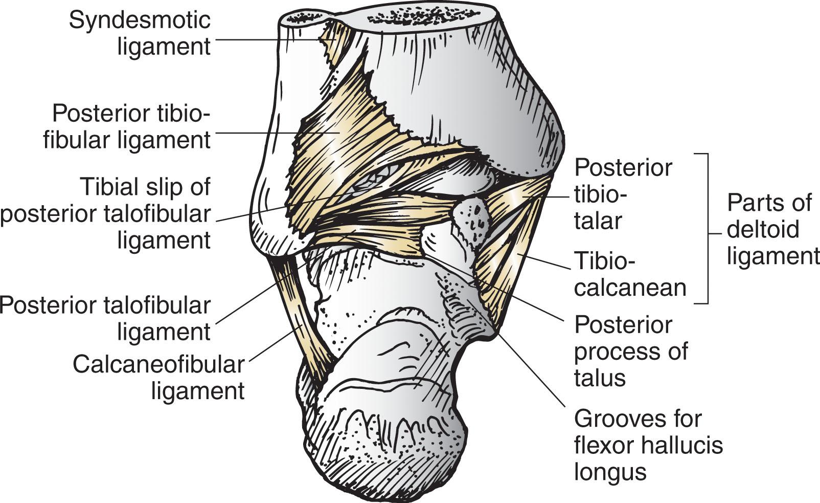 Fig. 43-3, Posterior aspect of ankle joint showing various ligamentous complexes.