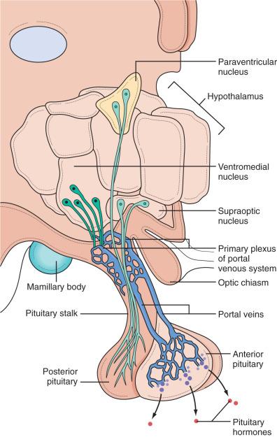 Figure 44.2, Hypothalamic control of the pituitary. Anterior pituitary : The neural processes ( dark green ) of the hypothalamic nuclei terminate on fenestrated vessels of the portal venous system in the median eminence. The portal veins ( blue ) carry releasing and inhibiting factors to the anterior lobe of the pituitary, where they regulate the release of anterior pituitary hormones ( red ). Posterior pituitary : The neural processes ( light green ) of the hypothalamic neurons of the supraoptic and paraventricular nuclei ( yellow ) carry the posterior pituitary hormones, antidiuretic hormone, and oxytocin, which are released directly from nerve terminals in the posterior pituitary.