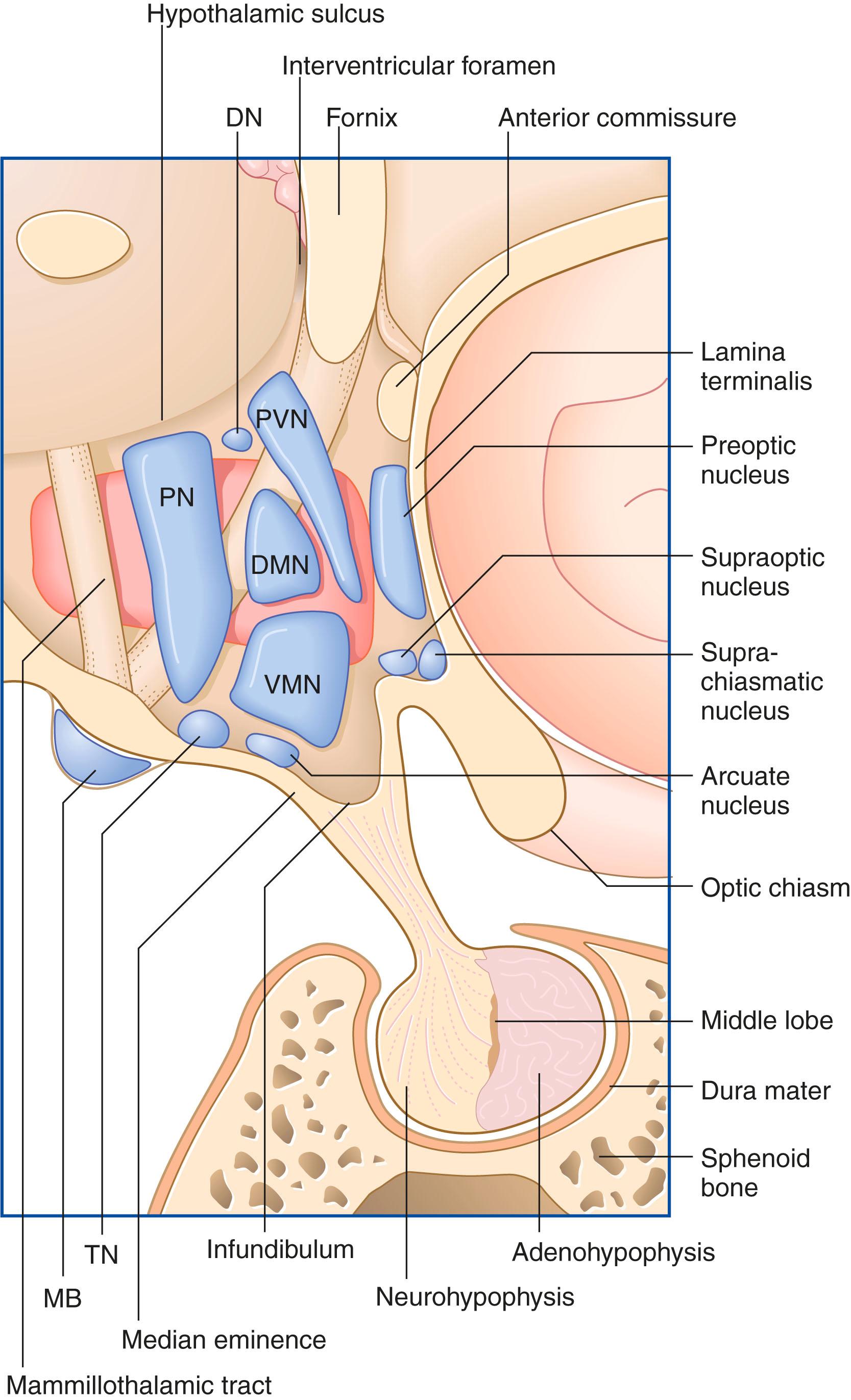 Fig. 34.1, Hypothalamic nuclei and hypophysis viewed from the lateral side. DMN , Dorsomedial nucleus; DN , dorsal nucleus; MB , mammillary body; PN , posterior nucleus; PVN , paraventricular nucleus; TN , tuberomammillary nucleus; VMN , ventromedial nucleus. The lateral hypothalamic nucleus is shown in pink .