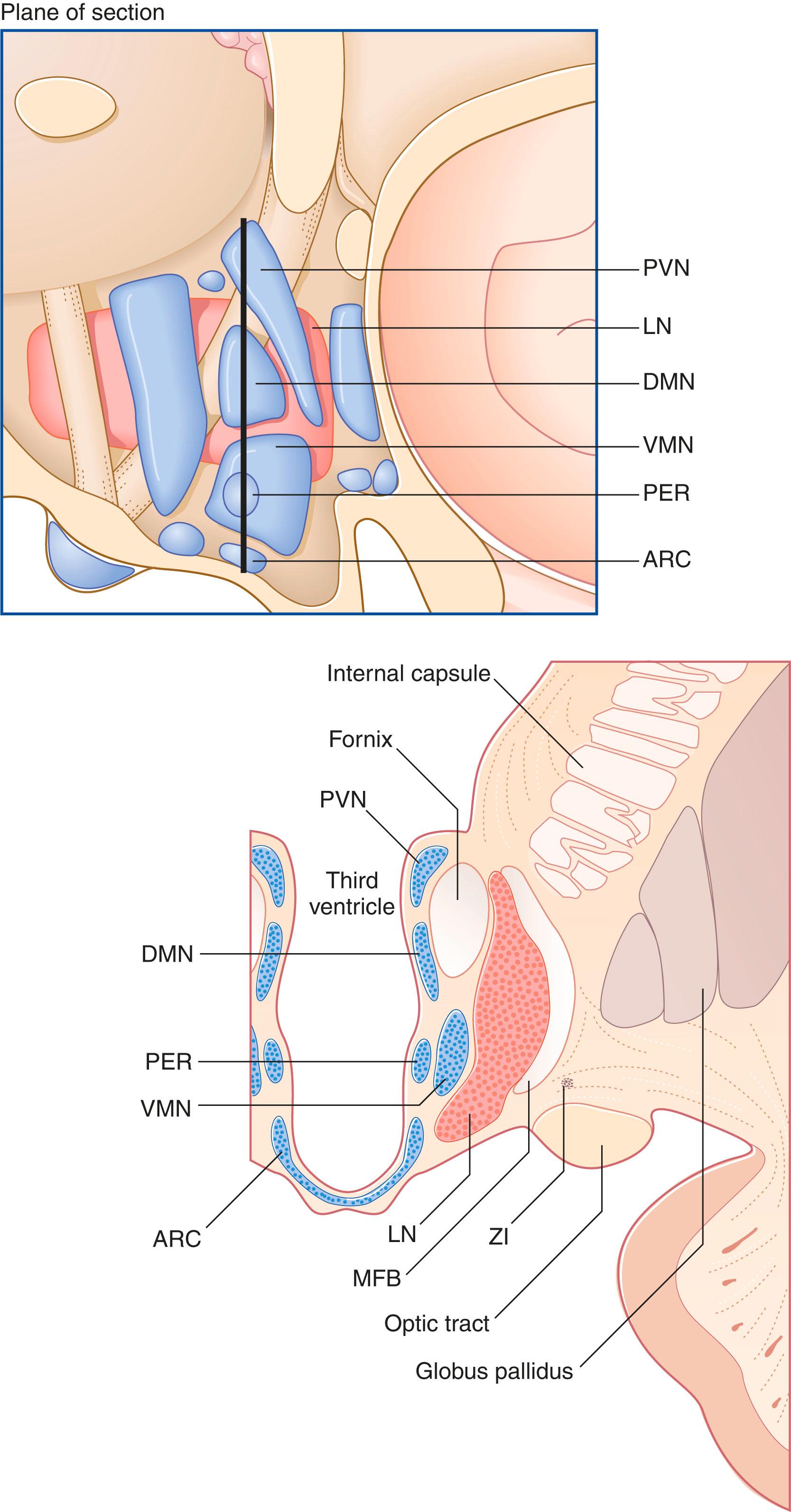 Fig. 34.2, Hypothalamic nuclei, and related neural pathways, in a coronal section. ARC , Arcuate nucleus; DMN , dorsomedial nucleus; LN , lateral nucleus; MFB , medial forebrain bundle; PER , periventricular nucleus; PVN , paraventricular nucleus; VMN , ventromedial nucleus; ZI , zona incerta.