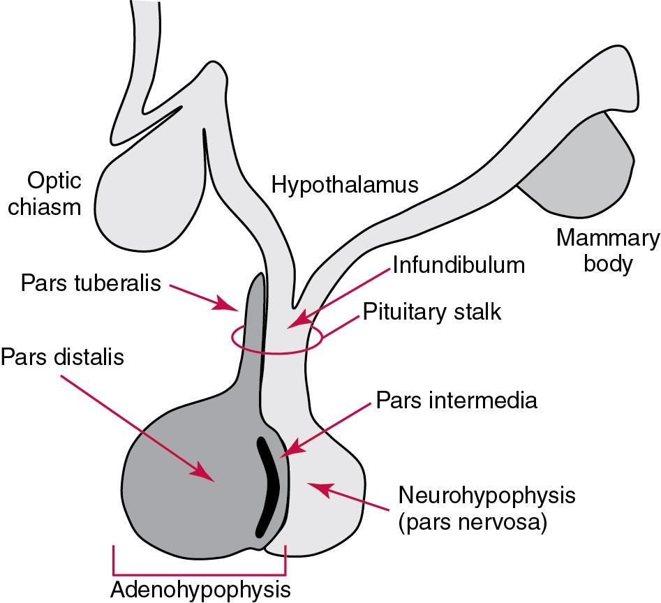 FIGURE 55.1, The Hypophysis (Pituitary Gland) Is Composed of the Adenohypophysis (the Anterior Lobe of the Pituitary) and the Neurohypophysis (the Posterior Lobe of the Pituitary; Pars Nervosa). The adenohypophysis has three parts: the pars distalis, where most of the hormone-producing cells are located; the pars tuberalis, which is part of the pituitary stalk; and the pars intermedia.