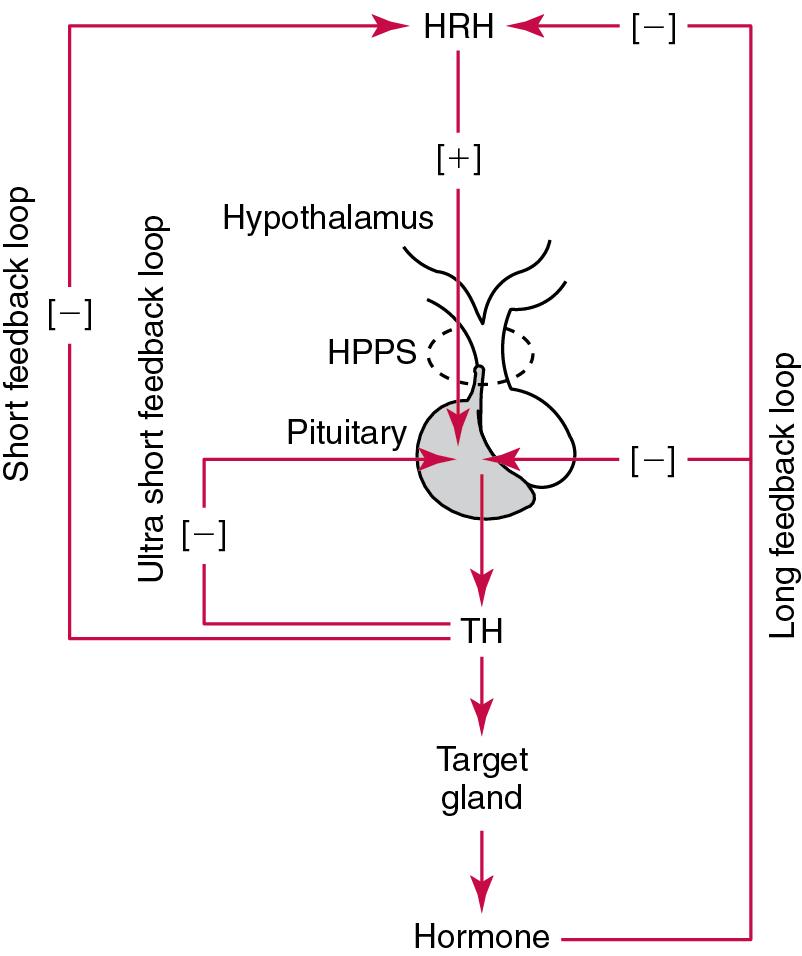 FIGURE 55.2, Many Anterior Pituitary Trophic Hormones (e.g., Adrenocorticotropic Hormone [ACTH] , Thyroid-Stimulating Hormone [TSH] , Growth Hormone [GH] , Luteinizing Hormone [LH] , Follicle-Stimulating Hormone [FSH] ) Are Regulated by Hypothalamic Releasing Hormones (HRHs) . Releasing hormones secreted by the hypothalamus reach the pituitary via the hypothalamic-pituitary portal system (HPPS) . Long feedback loops involve negative feedback of the target cell hormone at the pituitary gland and hypothalamus. The short feedback loop involves the anterior pituitary trophic hormone feeding back at the hypothalamus, whereas the ultra-short feedback loop involves the anterior pituitary hormone feeding back at the anterior pituitary. [+] , Stimulation; [−] , suppression; TH , trophic hormone.