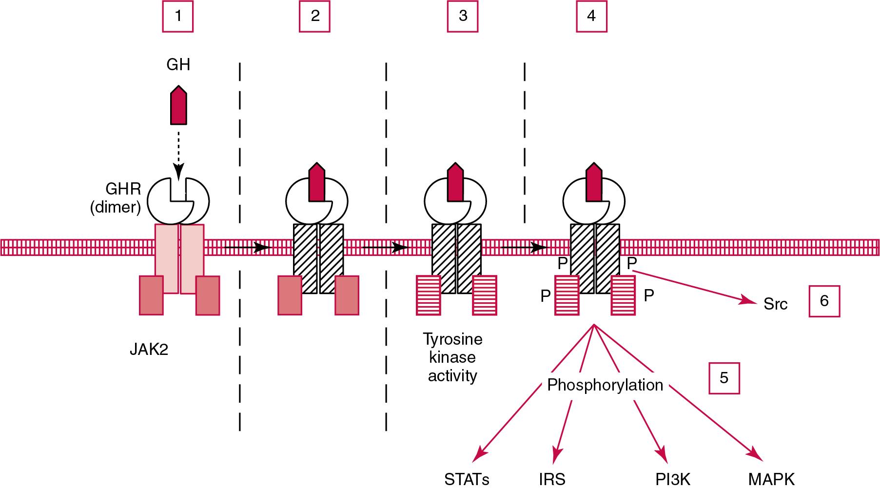 FIGURE 55.3, The Growth Hormone Receptor (GHR) Exists as a Cell Surface Dimer in Its Inactive State. With growth hormone (GH) binding to the GHR (1), the GHR recruits or activates Janus-associated kinase enzyme (JAK2) (2). JAK2 then achieves tyrosine kinase activity (3), and JAK2 and the GHR are phosphorylated (4). Activated JAK2 triggers several intracellular pathways involving signal transducers and activators of transcription (STATs) , the insulin receptor substrate (IRS) , phosphatidylinositol 3′-kinase (PI3K) , and a mitogen-activated protein kinase (MAPK) (5). Independent of JAK2, GHR signaling can proceed via Src (6).