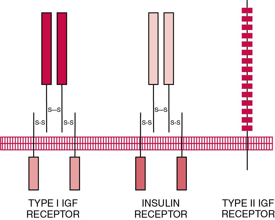 FIGURE 55.4, The Type I Insulin-like Growth Factor (IGF) Receptor Is Structurally Similar to the Insulin Receptor. The structure of the type II IGF receptor is similar to that of the epidermal growth factor receptor.