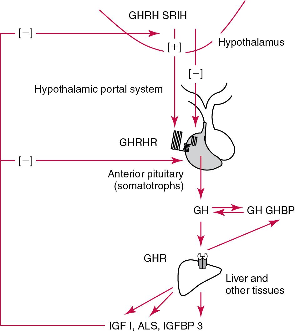 FIGURE 55.5, The Hypothalamus Secretes Growth Hormone–releasing Hormone (GHRH) and Somatotropin Release–inhibiting Hormone ( SRIH ; Somatostatin), Which Regulate Growth Hormone (GH) Release. The receptor for GHRH (GHRHR) is illustrated because mutations in this receptor can cause some forms of inherited GH deficiency. GH circulates unbound and bound to its binding protein (GHBP) . GHBP is the extracellular domain of the GHR, which is cleaved from the GHR and circulates in the plasma. GH releases IGF-I, IGF binding protein 3 (IGFBP-3) , and the acid-labile subunit (ALS) . IGF-I negatively feeds back at the anterior pituitary somatotrophs and at the hypothalamus. Because transection of the pituitary stalk leads to GH deficiency, the predominant hypothalamic control of GH is stimulatory via GHRH.