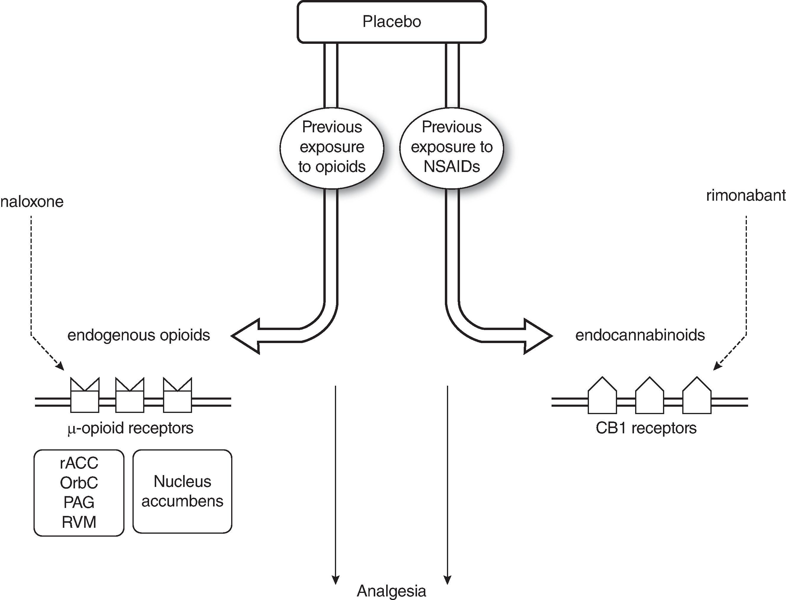 Figure 17.1, During a placebo procedure, pain perception may be reduced through opioid and/or non-opioid mechanisms. The previous exposure to opioids leads to opioid-mediated placebo analgesia (disrupted by naloxone). The previous exposure to nonsteroidal anti-inflammatory drugs (NSAIDs) leads to cannabinoid-mediated placebo analgesia (disrupted by rimonabant). Endogenous opioids inhibit pain through a descending inhibitory network – involving rostral anterior cingulate cortex (rACC), orbitofrontal cortex (OrbC), periaqueductal gray (PAG), rostral ventromedial medulla (RVM) – and/or other mechanisms. High opioid and dopamine activity in the nucleus accumbens are also involved in placebo analgesia. Little is known about CB1 cannabinoid receptors’ localization and activation.