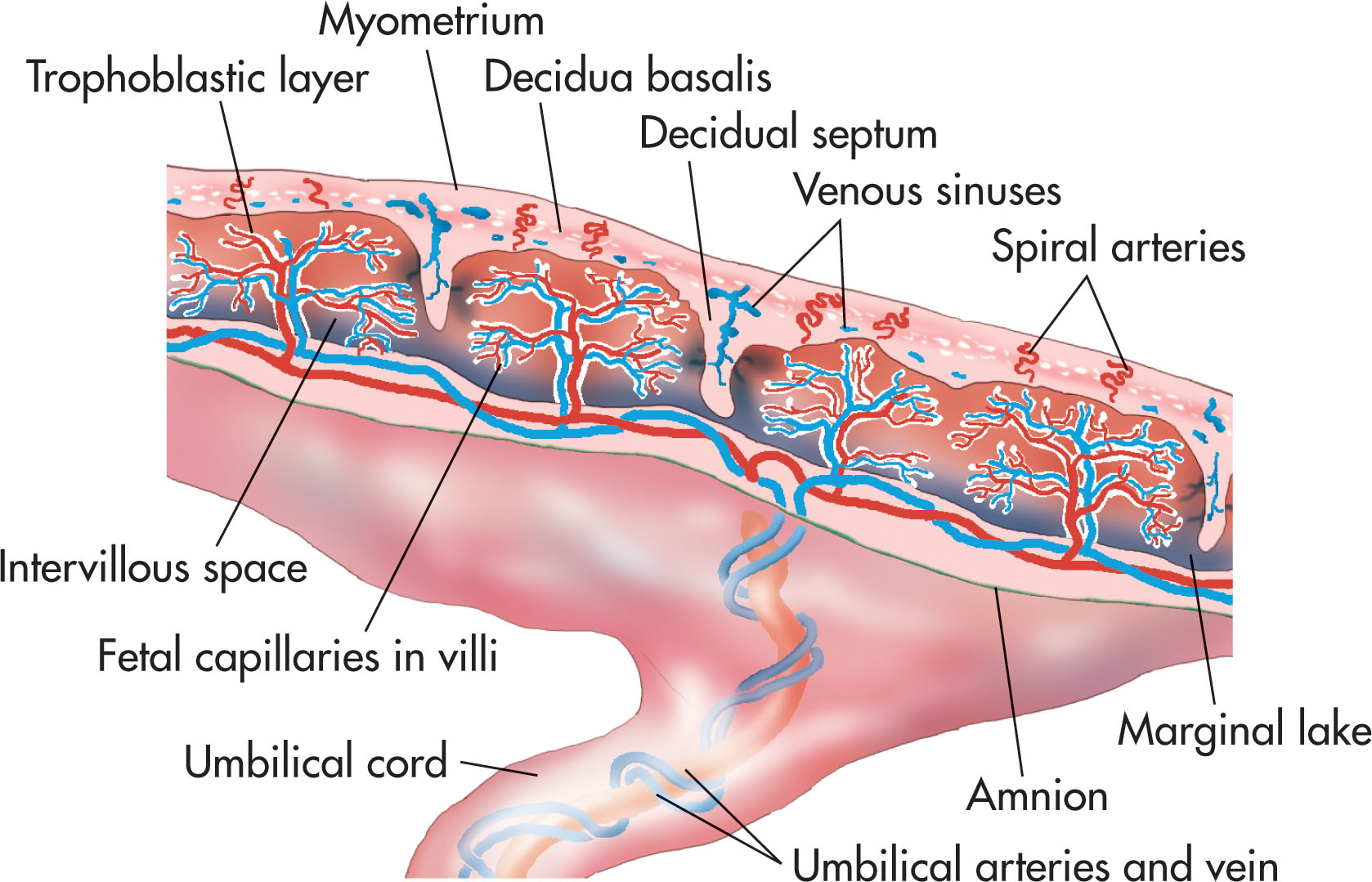 Fig. 56.2, The major functioning unit of the placenta is the chorionic villus. The spiral arteries, venous sinuses, and uterine arteries line the periphery of the placenta.