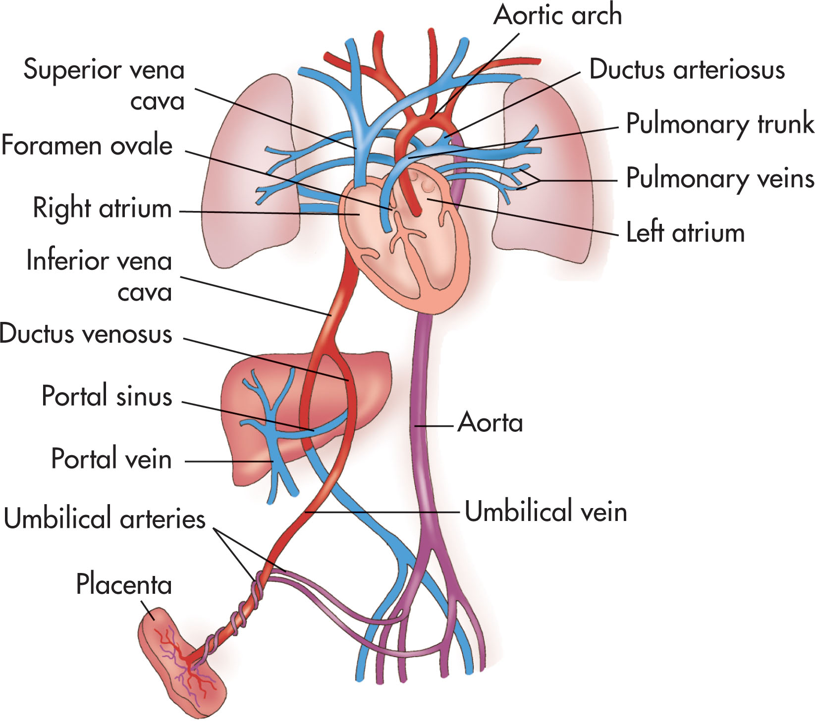 Fig. 56.6, Fetal circulation.