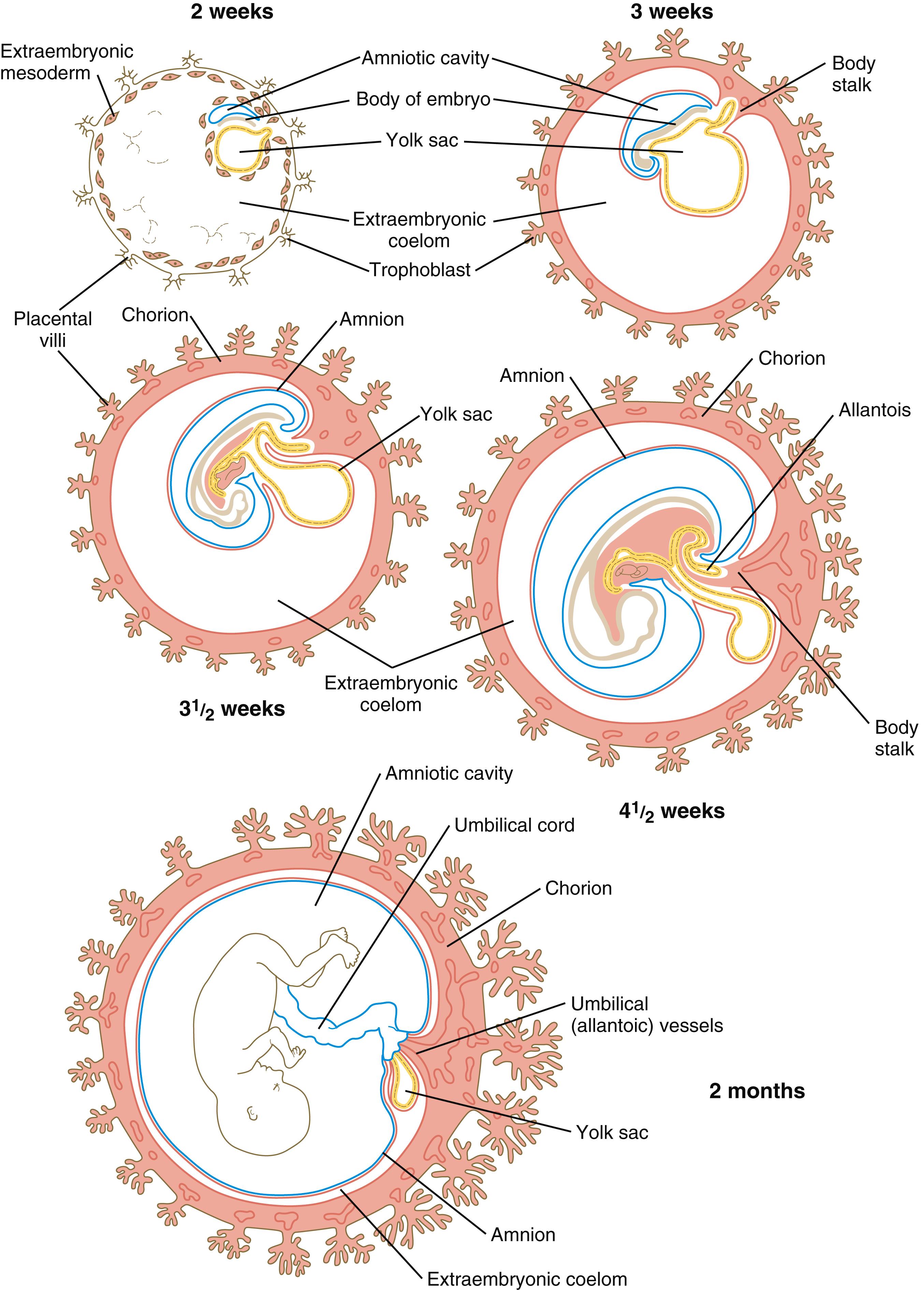 Fig. 7.1, Human embryos showing the relationships of the chorion and other extraembryonic membranes.