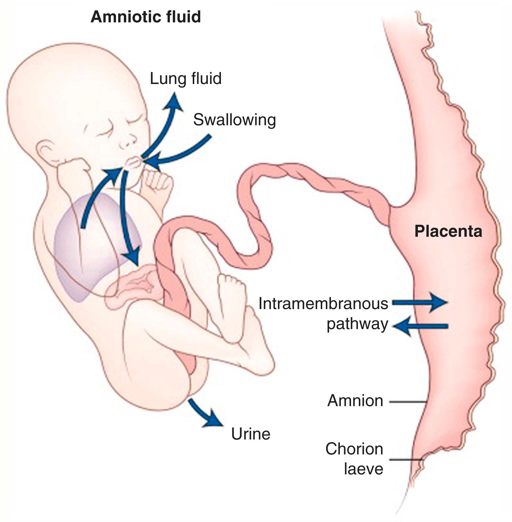 Fig. 7.3, Circulation of amniotic fluid to and from the fetus.