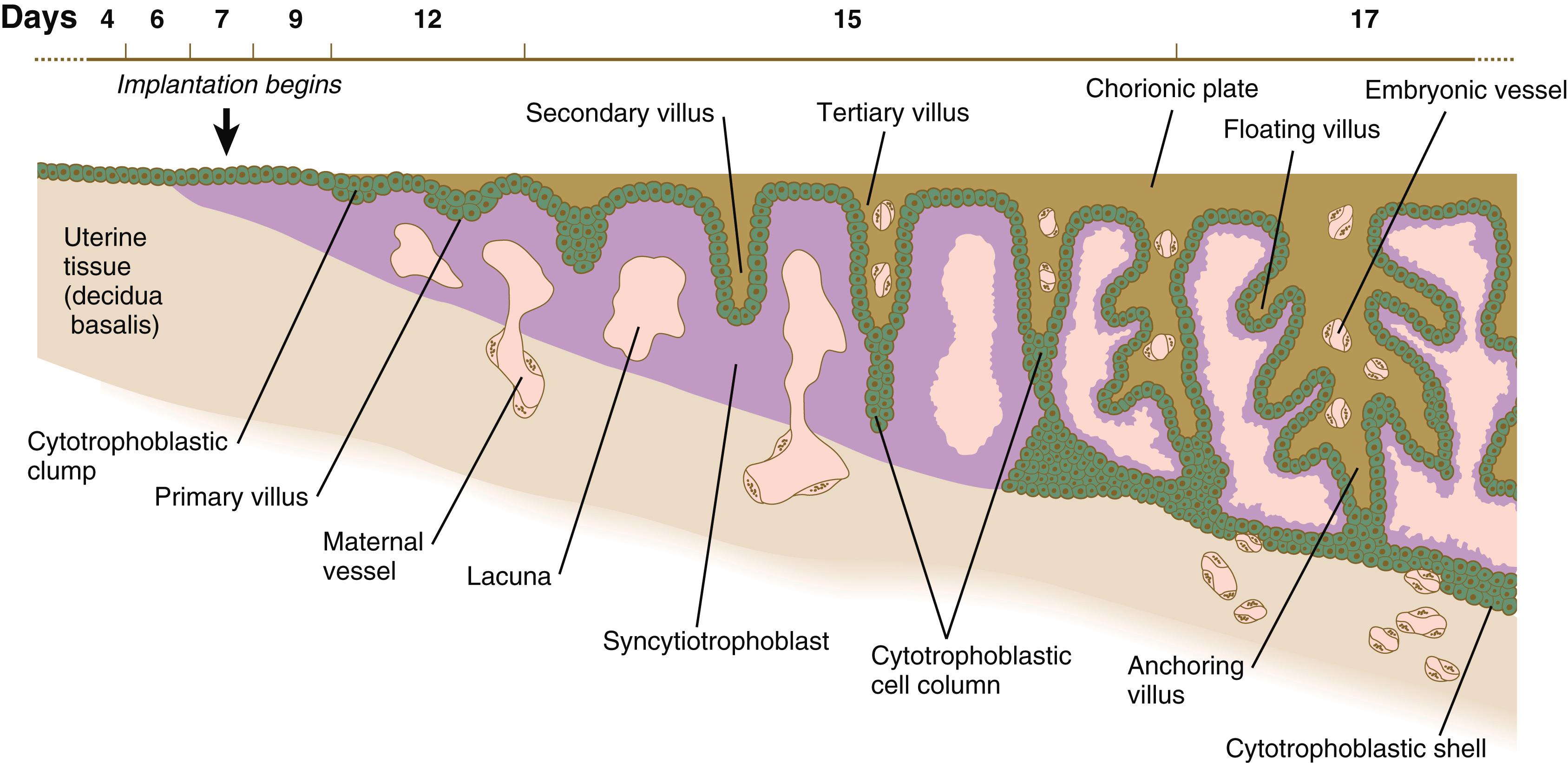 Fig. 7.5, Stages in the formation of a chorionic villus, starting with a cytotrophoblastic clump at the far left and progressing over time to an anchoring villus at right.