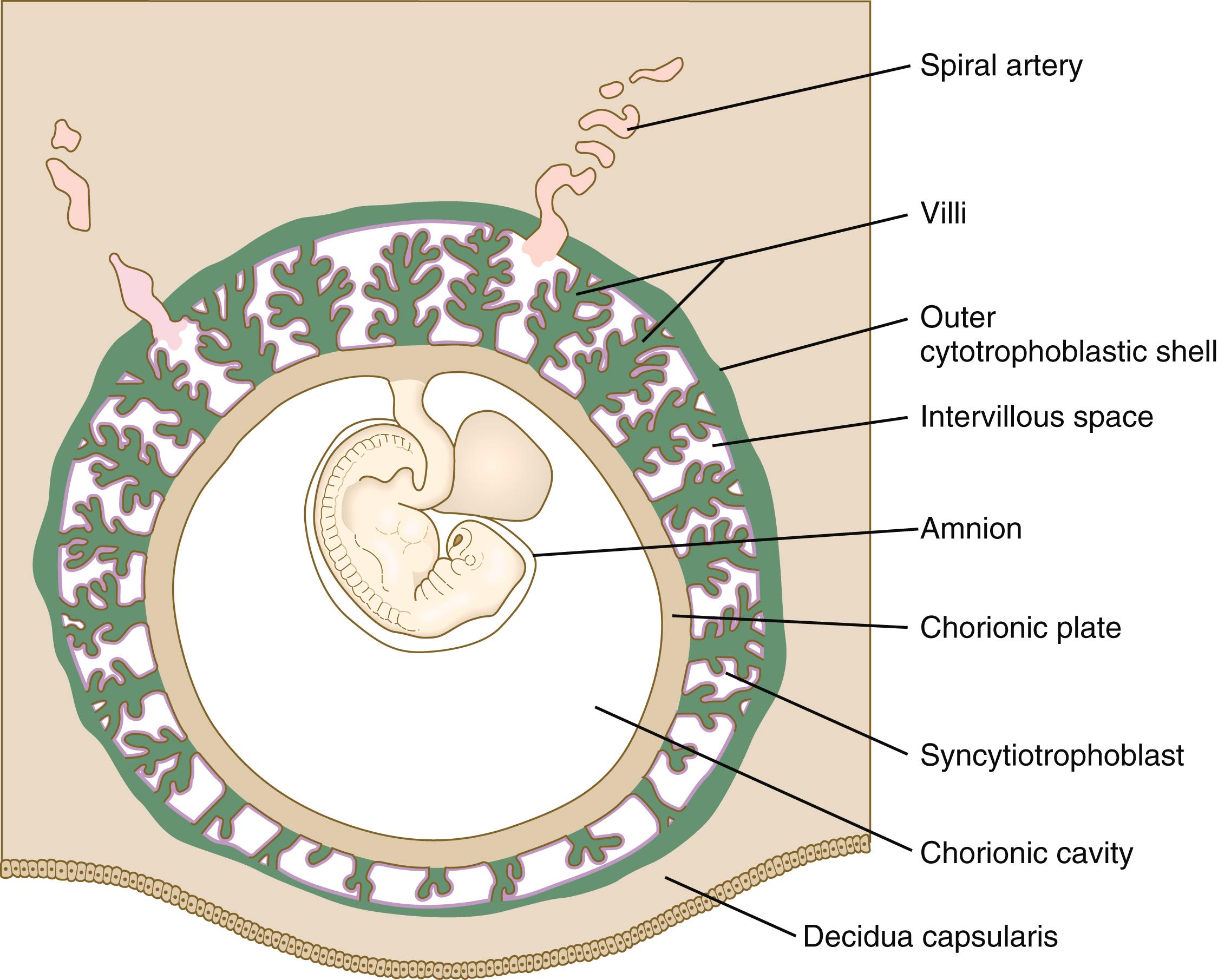 Fig. 7.6, Overall view of a 5-week-old embryo in addition to membranes showing the relationships of the chorionic plate, villi, and outer cytotrophoblastic shell.
