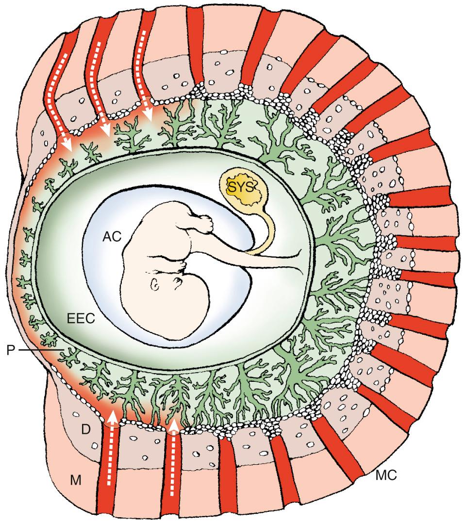 Placental Anatomy and Physiology Biology Diagrams