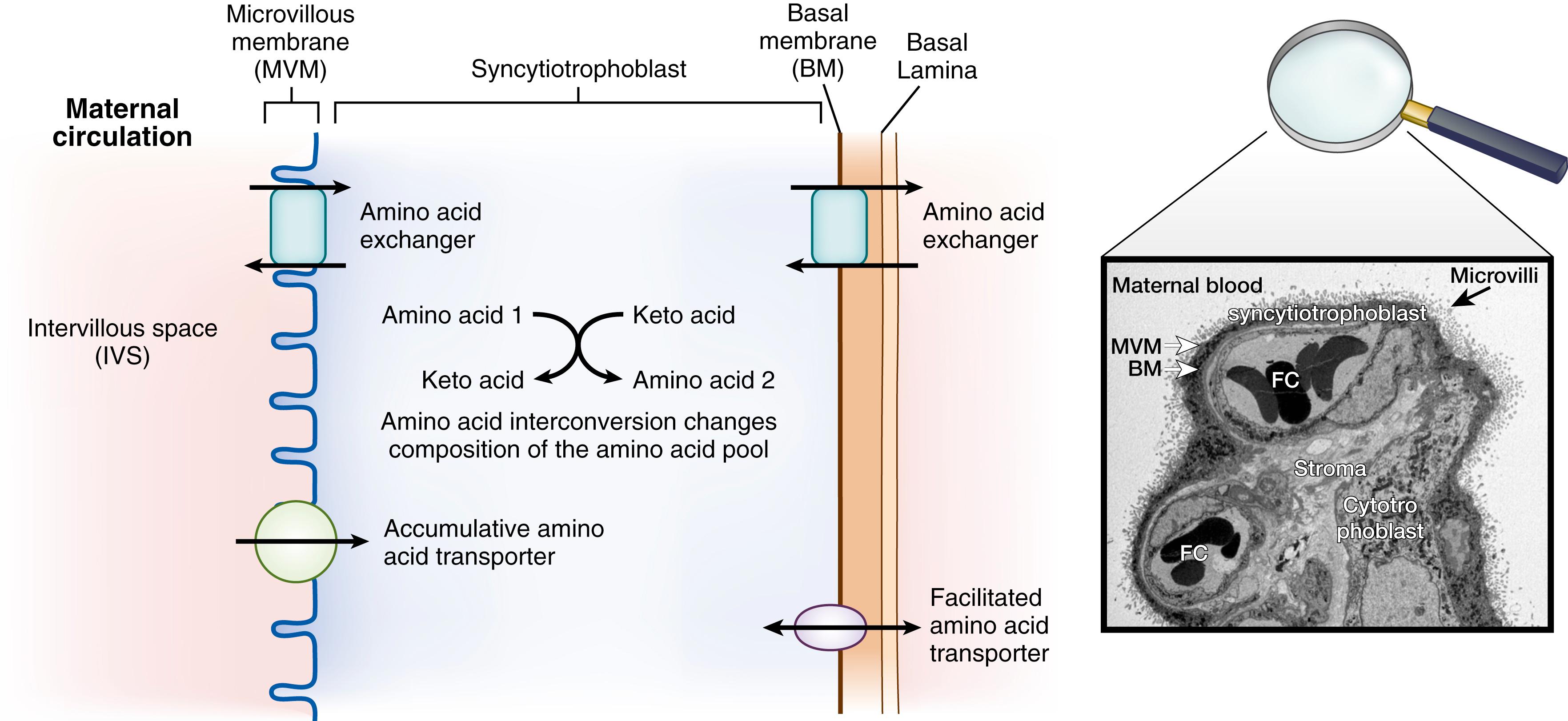 Fig. 41.1, The location of transporter systems upon the microvillous membrane (MVM) and basal membrane (BM) of the placental syncytiotrophoblast, amino acid conversions occurring within the placenta and amino acid transfer within the uteroplacental unit. The transmission election micrograph shows a cross section of a placental villus. The villus is surrounded by the syncytiotrophoblast, which is covered in microvilli, increasing the surface area for exchange, and is in direct contact with the maternal blood surrounding the villi. Fetal erythrocytes can be seen within the fetal capillaries within the villi. FC , Fetal capillary.