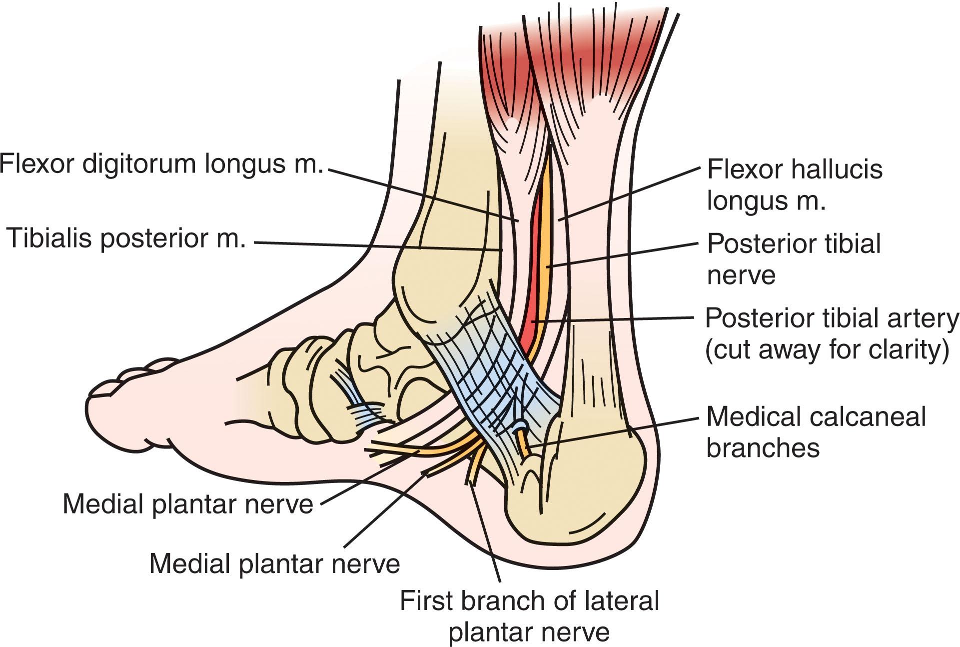 Fig. 12-2, Illustration of the medial hindfoot anatomy showing the tibial nerve and its divisions.