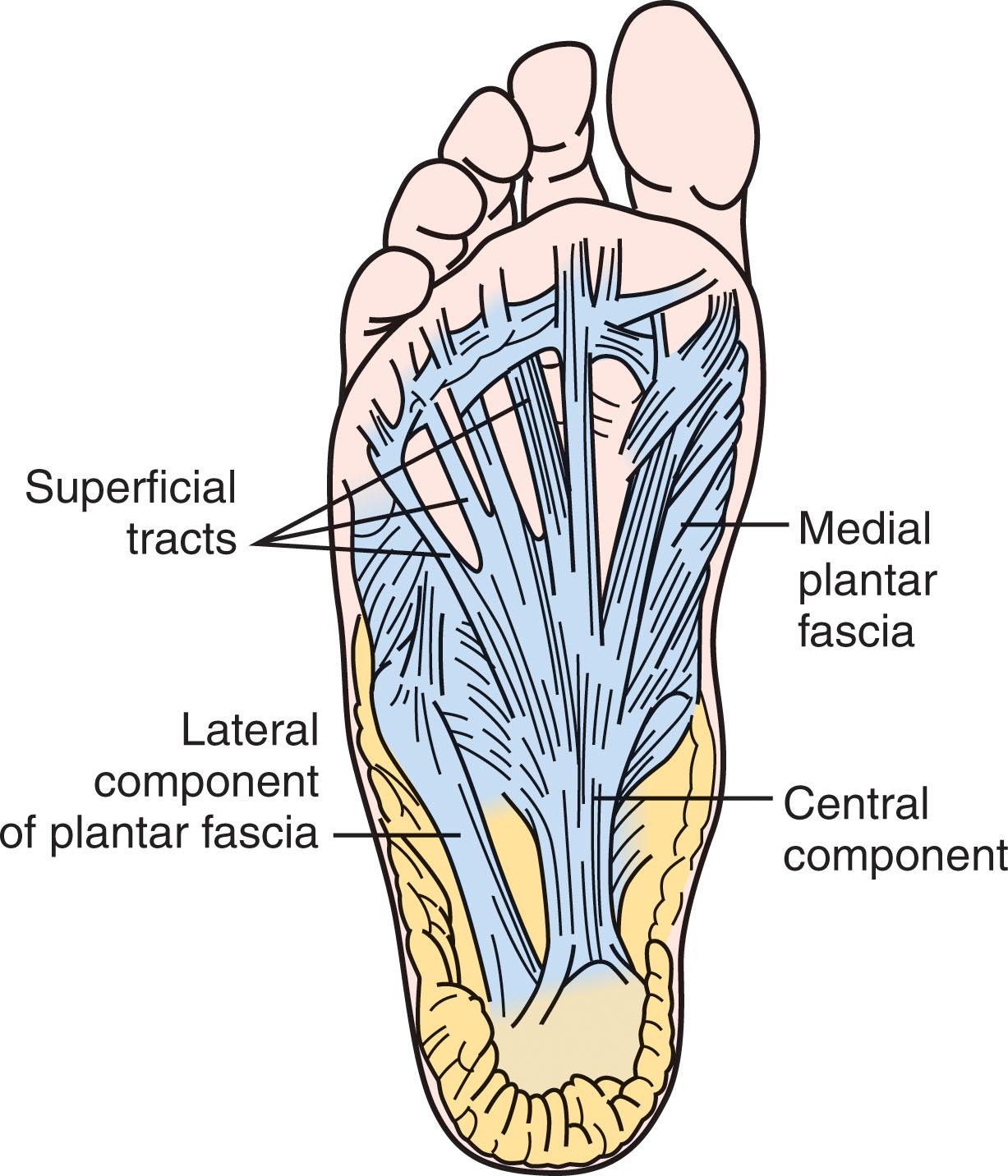 Fig. 12-3, Anatomy of the plantar fascia.