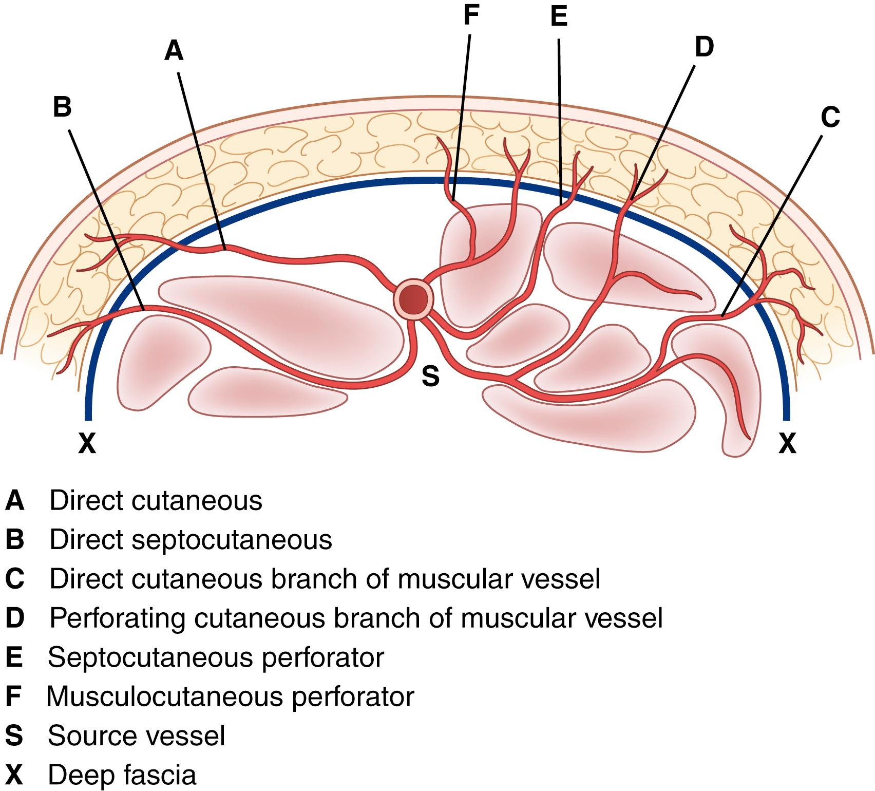 Fig. 69.3, Pathways of the various known cutaneous perforators that pierce the deep fascia to supply the fascial plexus.