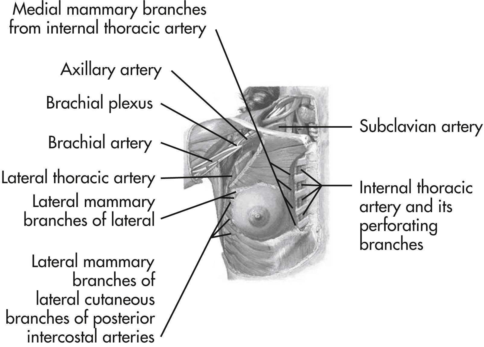 FIG. 68.1, Arterial blood supply of the breast.