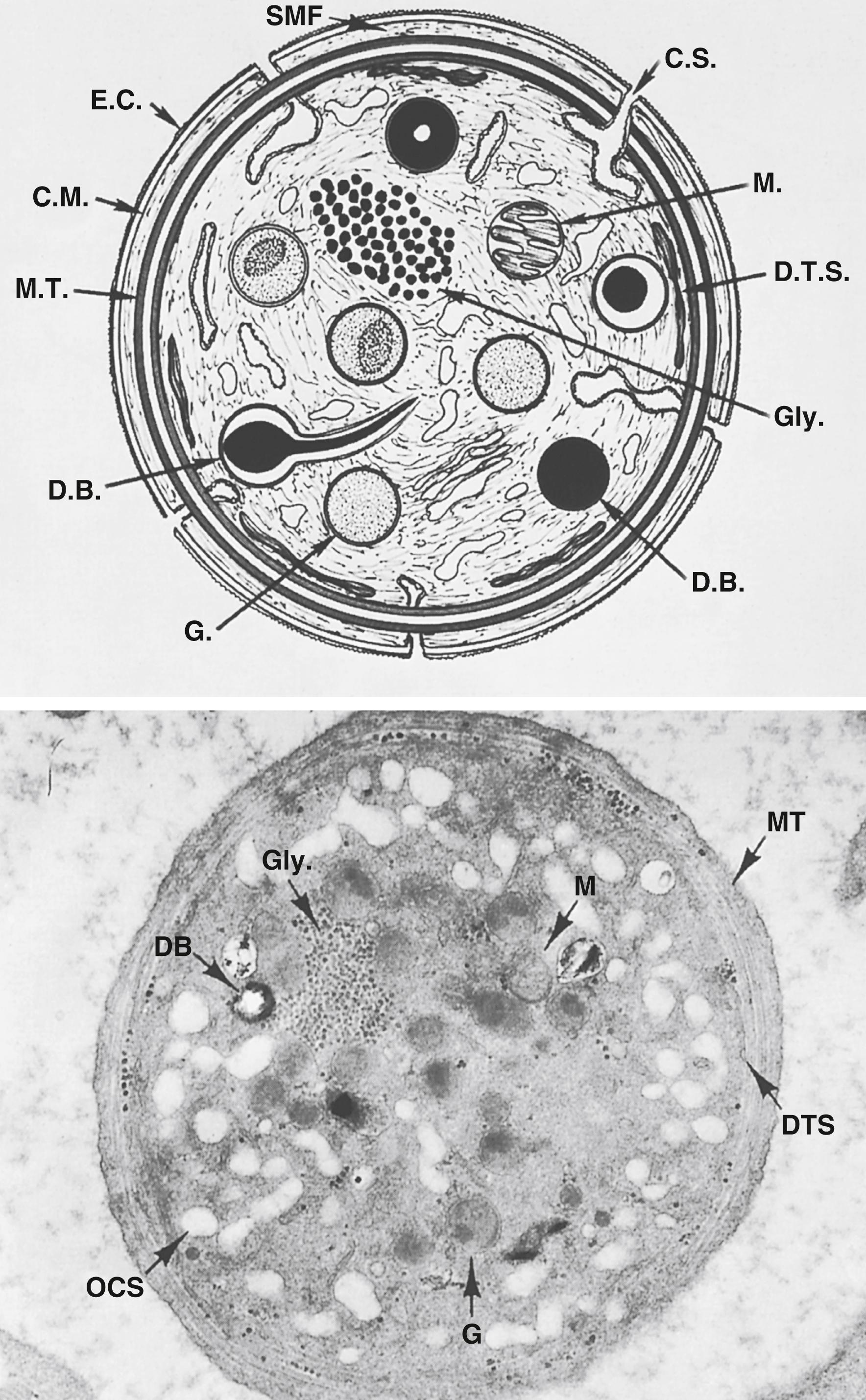 Figure 41.1, Discoid platelets. Shown are ultrastructural features observed in thin sections of discoid platelets cut in the equatorial plane. The peripheral zone includes the exterior coat (EC), the trilaminar unit membrane (CM), and the submembrane area containing specialized filaments (SMFs) that form the wall of the platelet and line channels of the surface-connected canalicular system (also referred to as the open canalicular system, or OCS ). The matrix of the platelet interior is the sol-gel zone containing actin microfilaments, structural filaments, the circumferential band of microtubules (MTs), and glycogen (Gly). Formed elements embedded in the sol-gel zone include mitochondria (M), granules (G), and dense bodies (DBs). Collectively, they constitute the organelle zone. The membrane systems include the OCS and the dense tubular system (DTS), which serve as the platelet sarcoplasmic reticulum. The electron micrograph shows a platelet sectioned in the equatorial plane (30,000×), which reveals most of the structures indicated on the diagram.