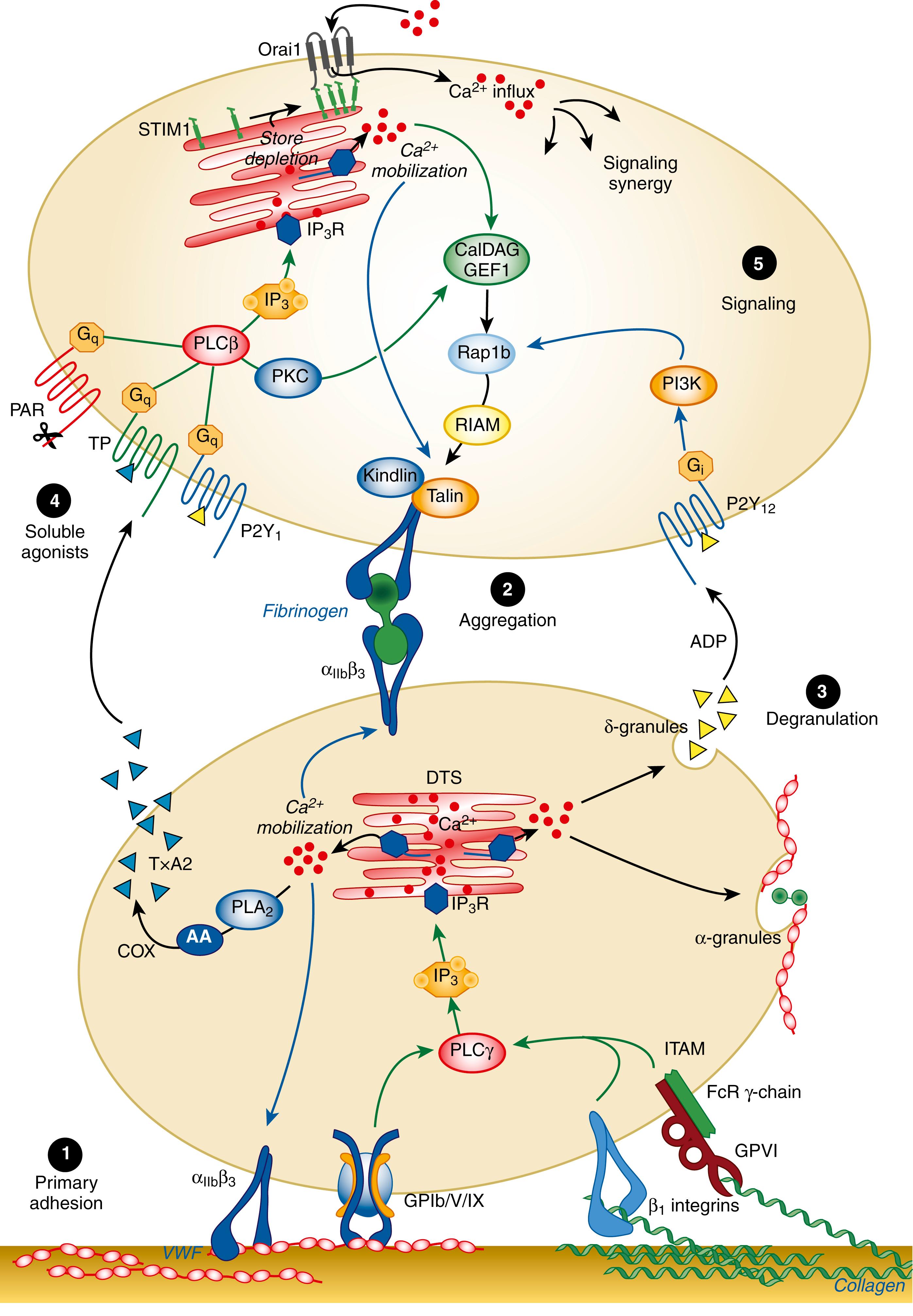 Figure 41.2, Platelet proteins and molecular pathways important for hemostasis. The stages of hemostatic plug formation are broadly divided into platelet adhesion and initial signaling events, platelet aggregation, secretion, soluble agonist receptor activation, and subsequent signaling. AA, Arachidonic acid; AC, adenylyl cyclase; Ca 2+ , calcium; CalDAG GEF1, calcium and diacylglycerol-regulated guanine nucleotide exchange factor; COX, cyclooxygenase; DTS, dense tubular system; IP3, inositol (1,4,5)-trisphosphate; IP3R, IP3 receptor; ITAM, immunoreceptor tyrosine-based activation motif; PAR, protease-activated receptor; PGH 2 , prostaglandin H 2 ; PIP2, phosphatidylinositol (4,5)-bisphosphate; PI3K, PI3-kinase; PKC, protein kinase C; PLA 2 , phospholipase A 2 ; PLC, phospholipase C; RIAM, Rap1-GTP interacting adapter molecule; Src, Src family kinases; STIM1, stromal interaction molecule 1; TP, thromboxane receptor. GP1b (alpha) is a vital protein that interacts with von Willbrand factor and is involved in platelet-type von Willebrand Disease (vide infra).Talin and kindlin are adapter proteins that bind to the GpIIb/IIIa proteins inducing structural changes that allow for the binding of GpIIb/IIIa to fibrinogen.